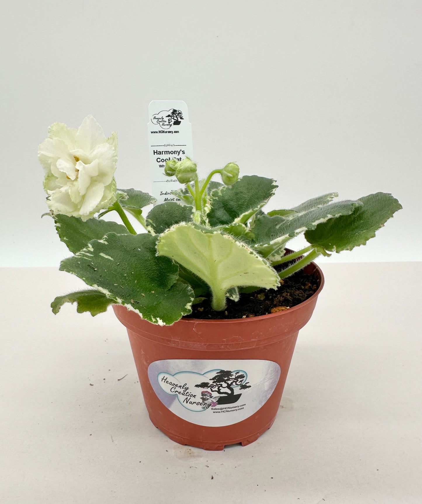 Harmony's Cool Cat - White Hybrid - Live African Violet 4"