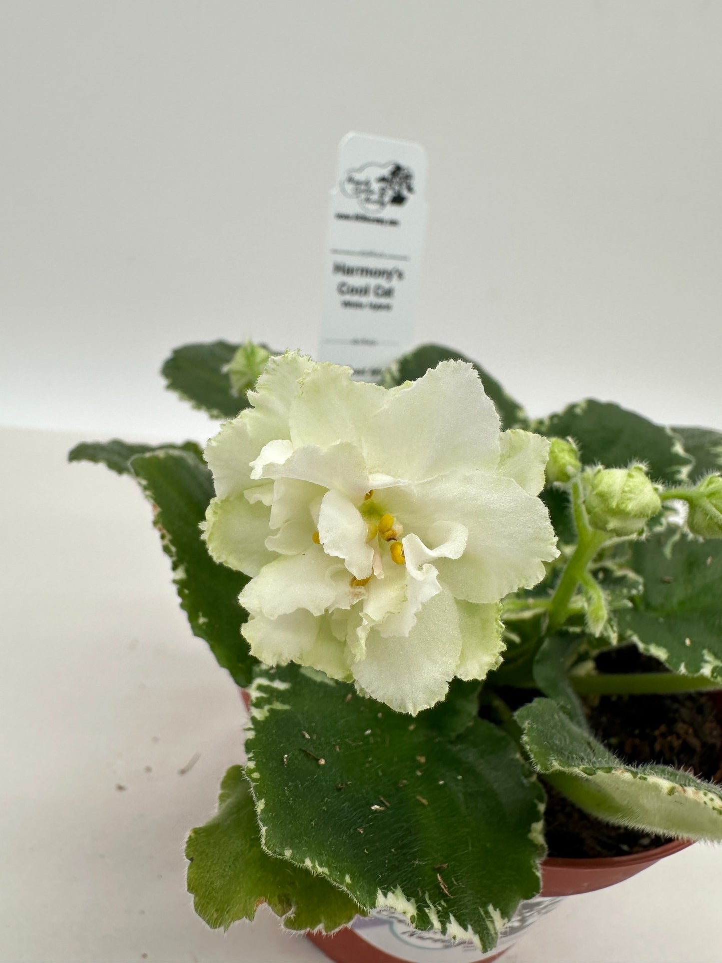 Harmony's Cool Cat - White Hybrid - Live African Violet 4"
