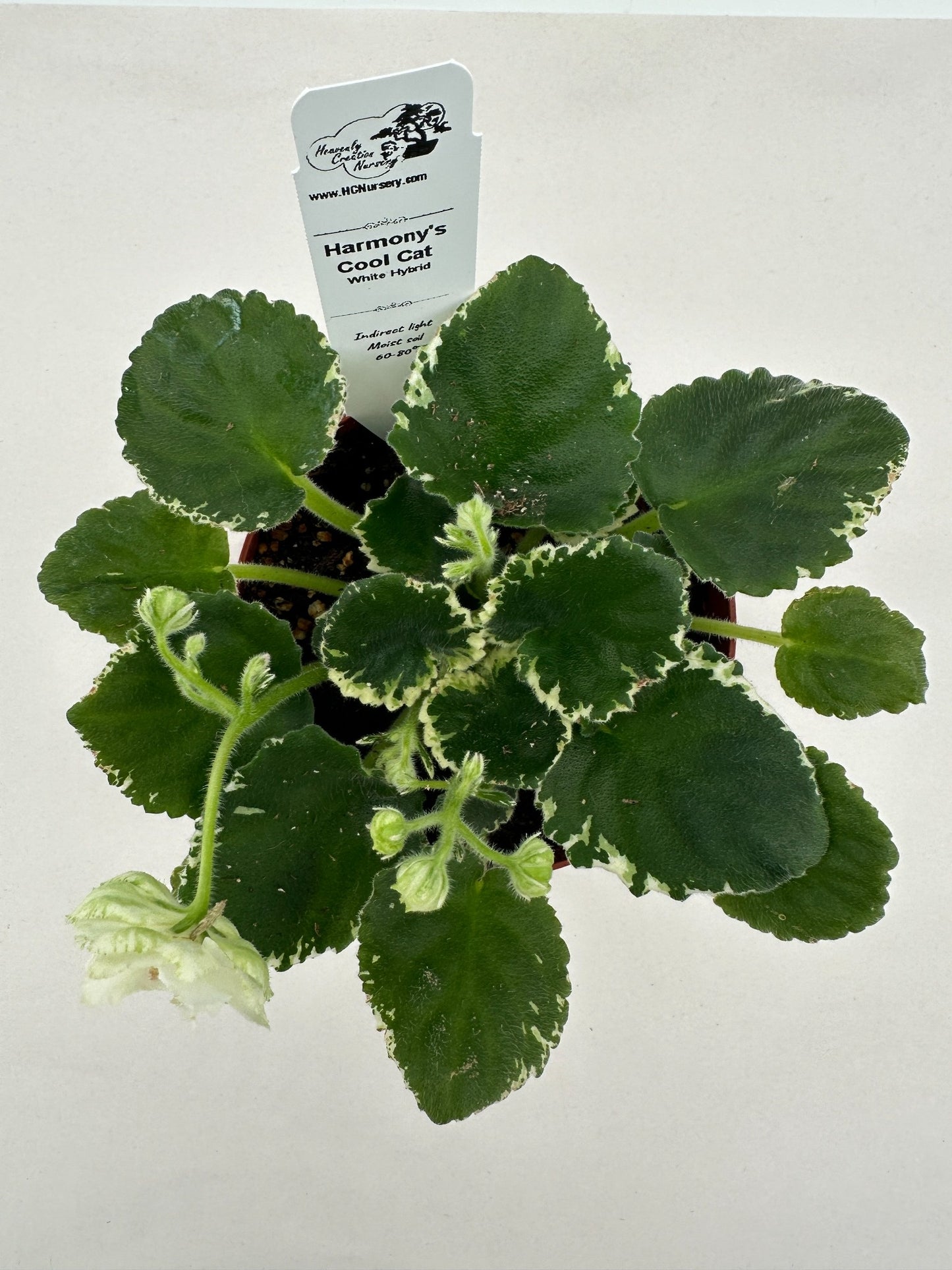 Harmony's Cool Cat - White Hybrid - Live African Violet 4"
