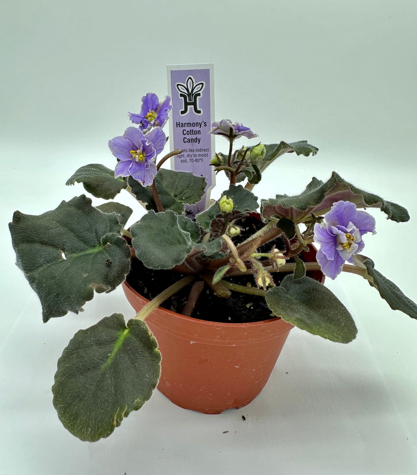 Harmony's Cotton Candy - Live African Violet 4"