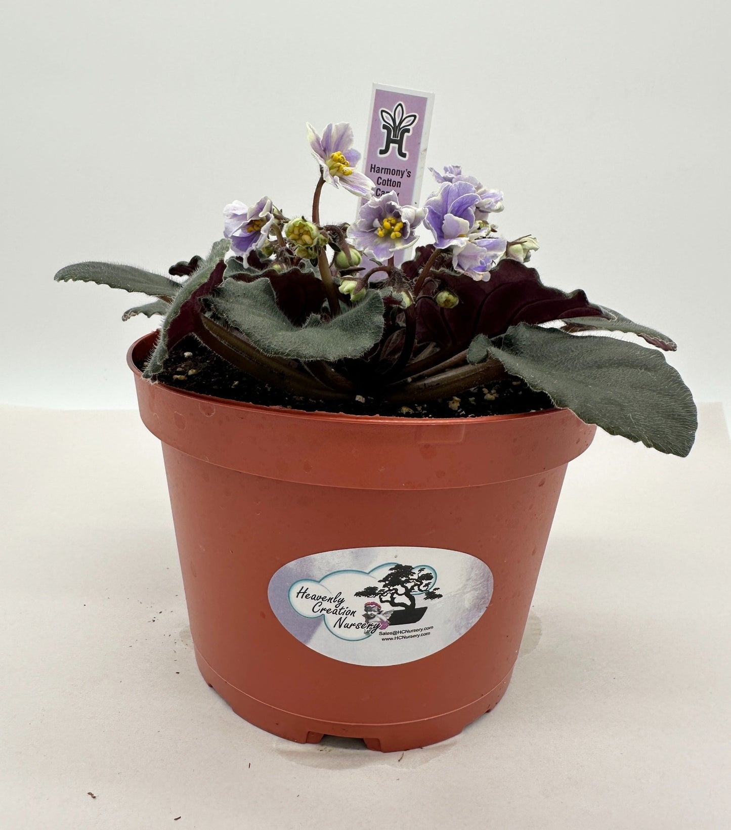 Harmony's Cotton Candy - Live African Violet 6"