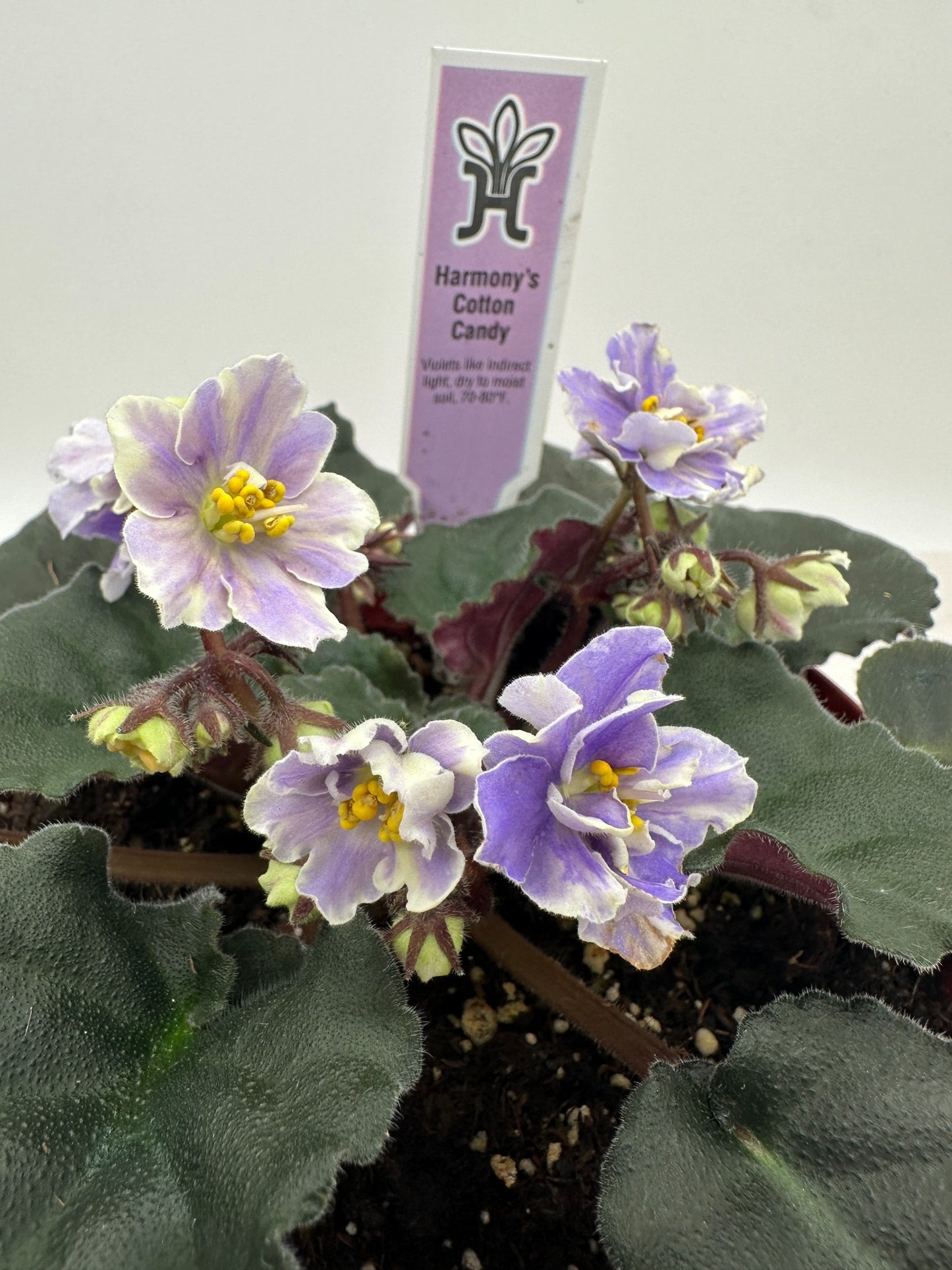 Harmony's Cotton Candy - Live African Violet 6"