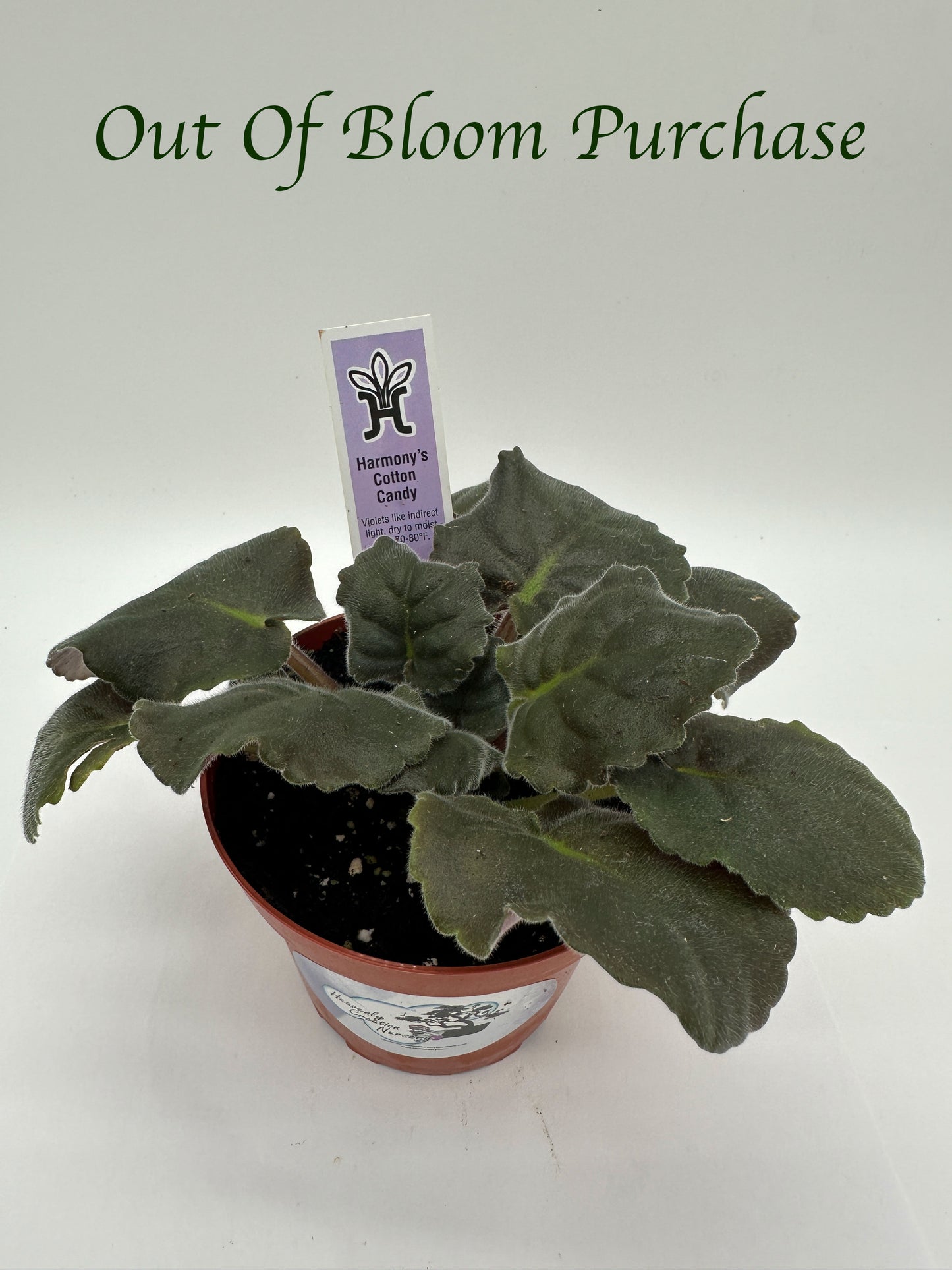 Harmony's Cotton Candy - Live African Violet 4"