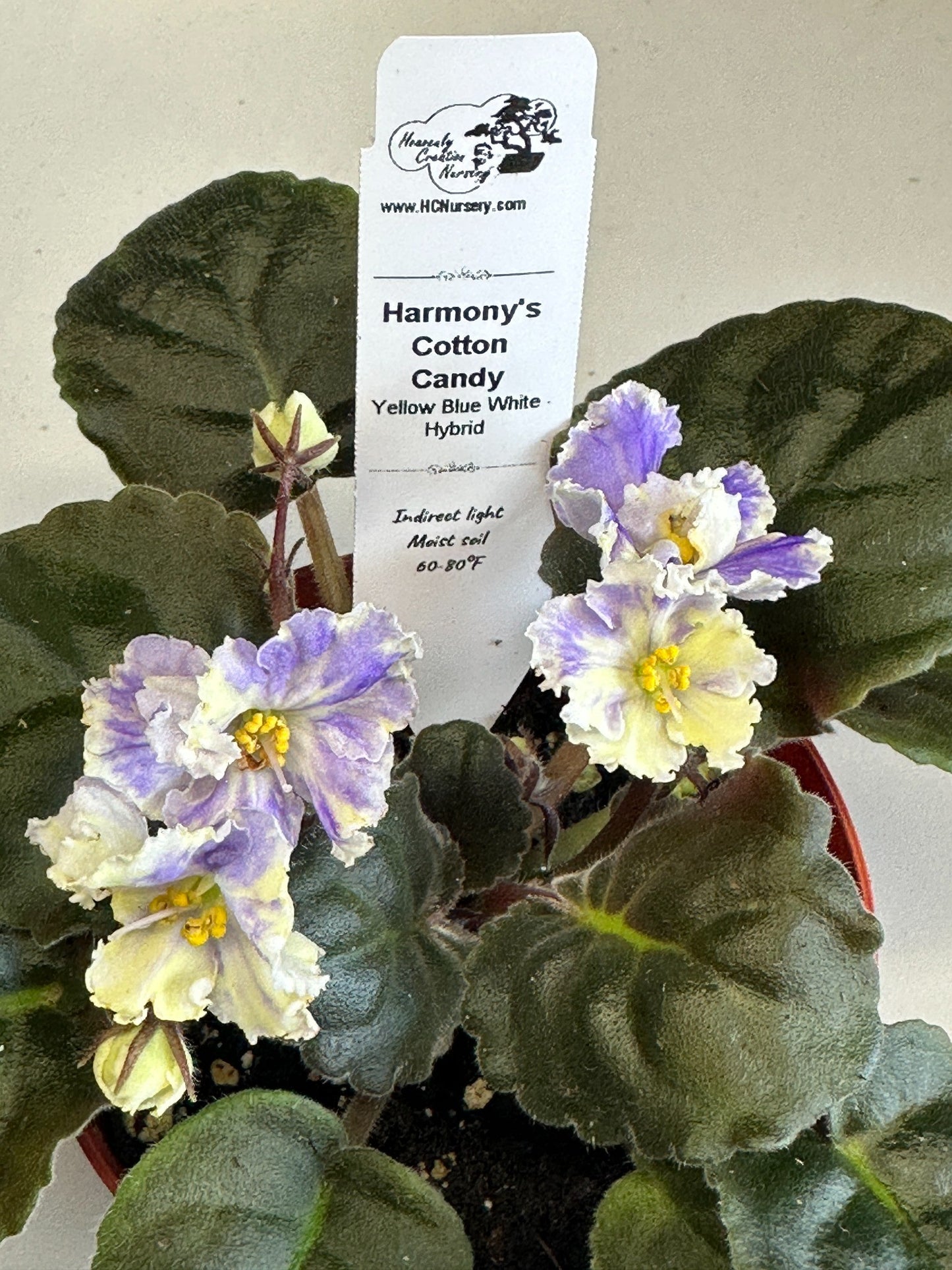 Harmony's Cotton Candy - Yellow Blue White Hybrid - Live African Violet 4"