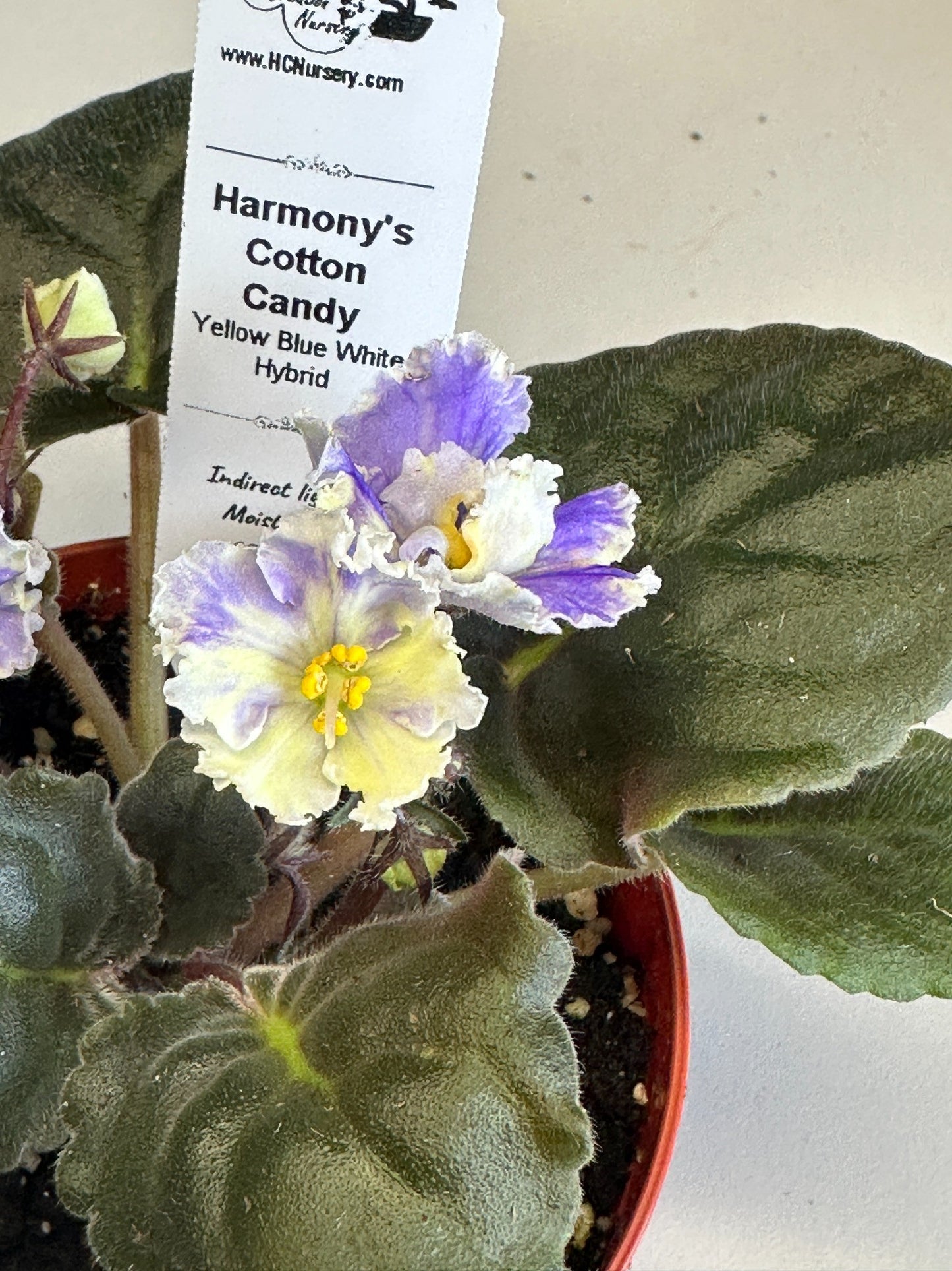 Harmony's Cotton Candy - Yellow Blue White Hybrid - Live African Violet 4"