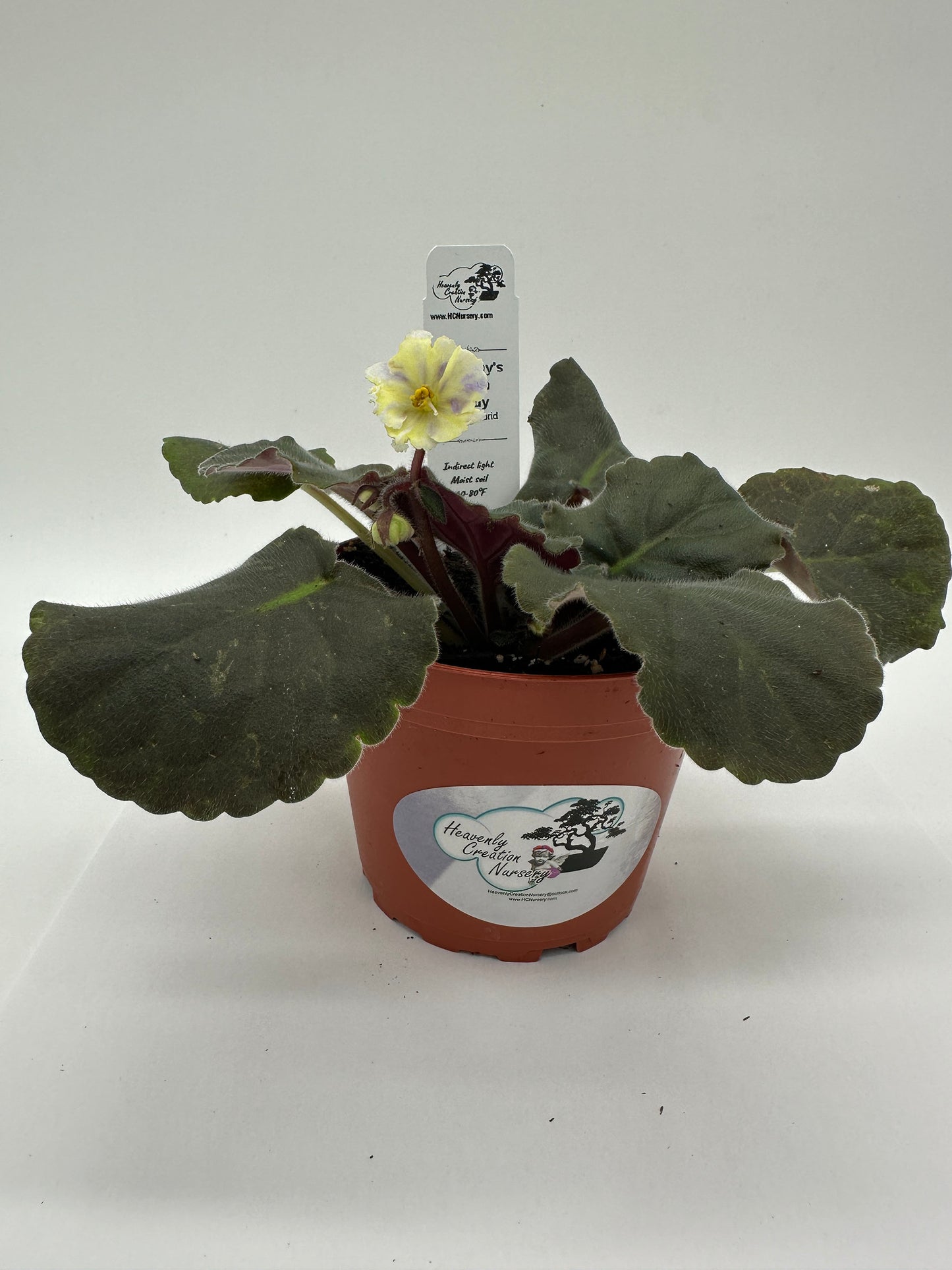 Harmony's Cotton Candy - Yellow Hybrid - Live African Violet 4"