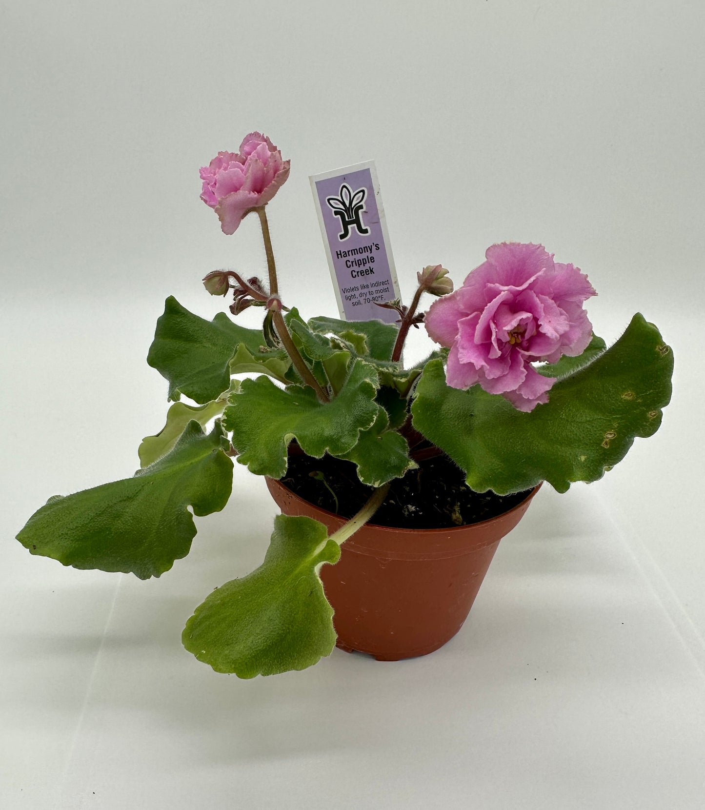 Harmony's Cripple Creek - Live African Violet 4"