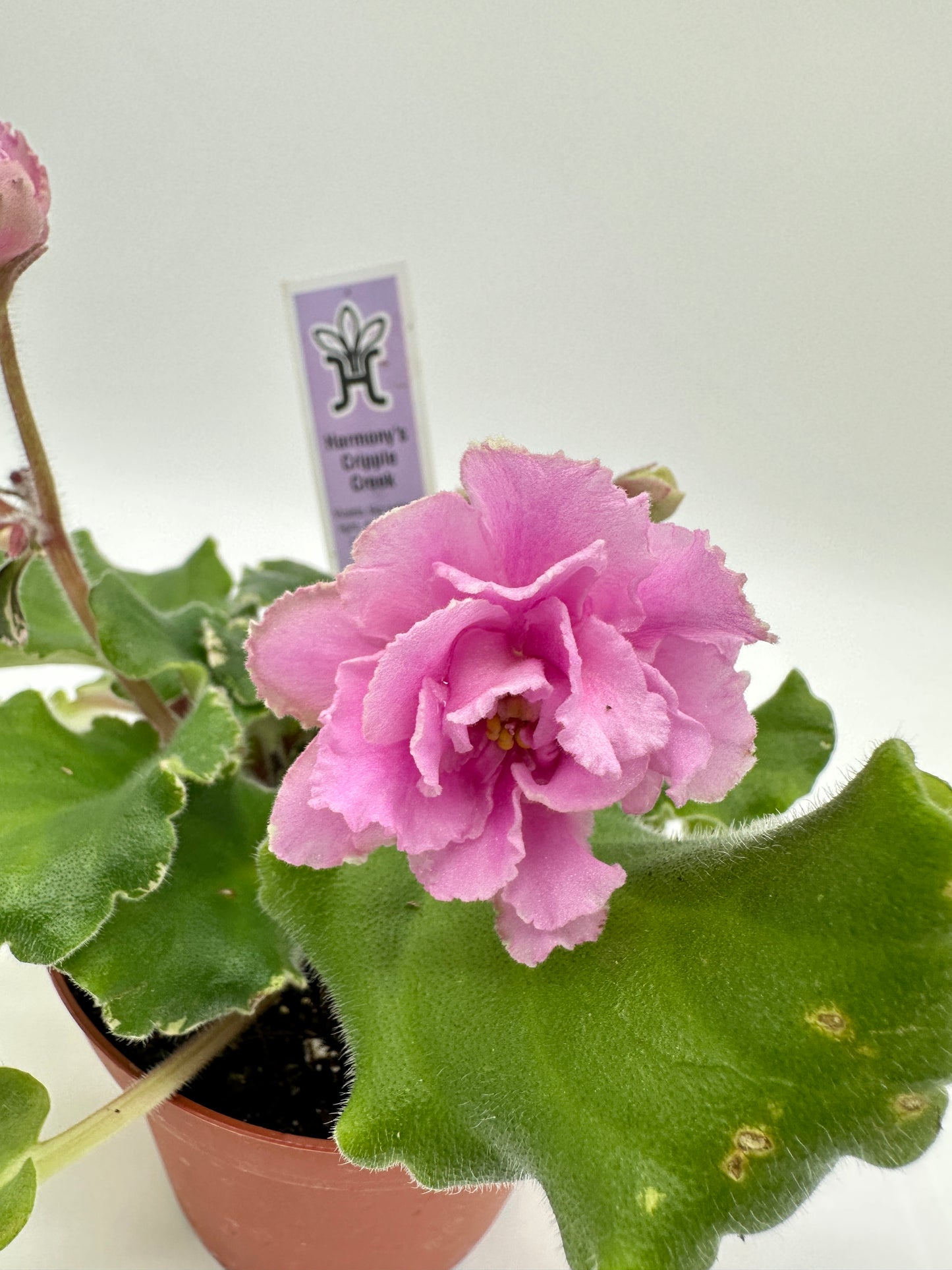 Harmony's Cripple Creek - Live African Violet 4"