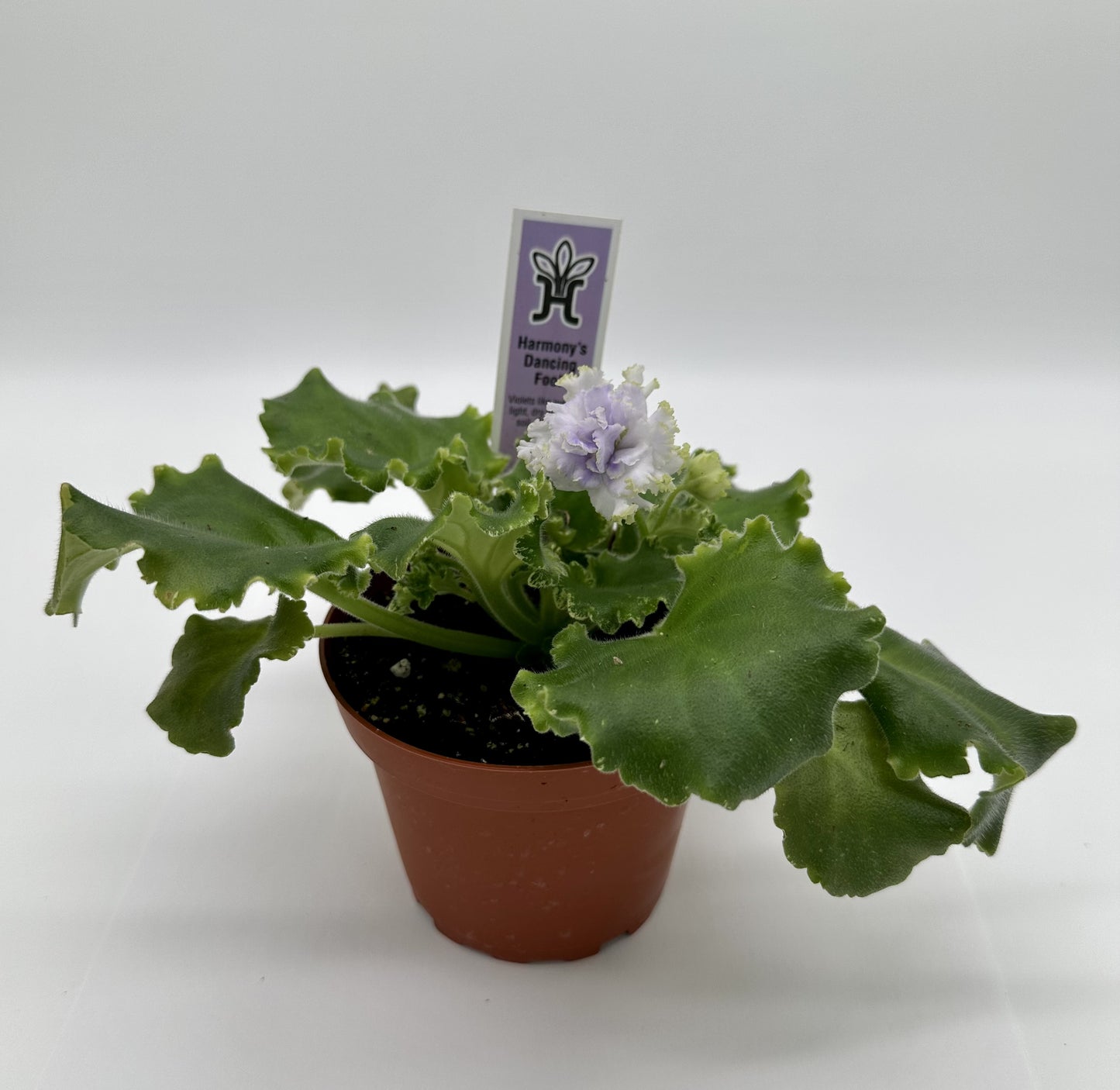 Harmony's Dancing Fool - Live African Violet 4"