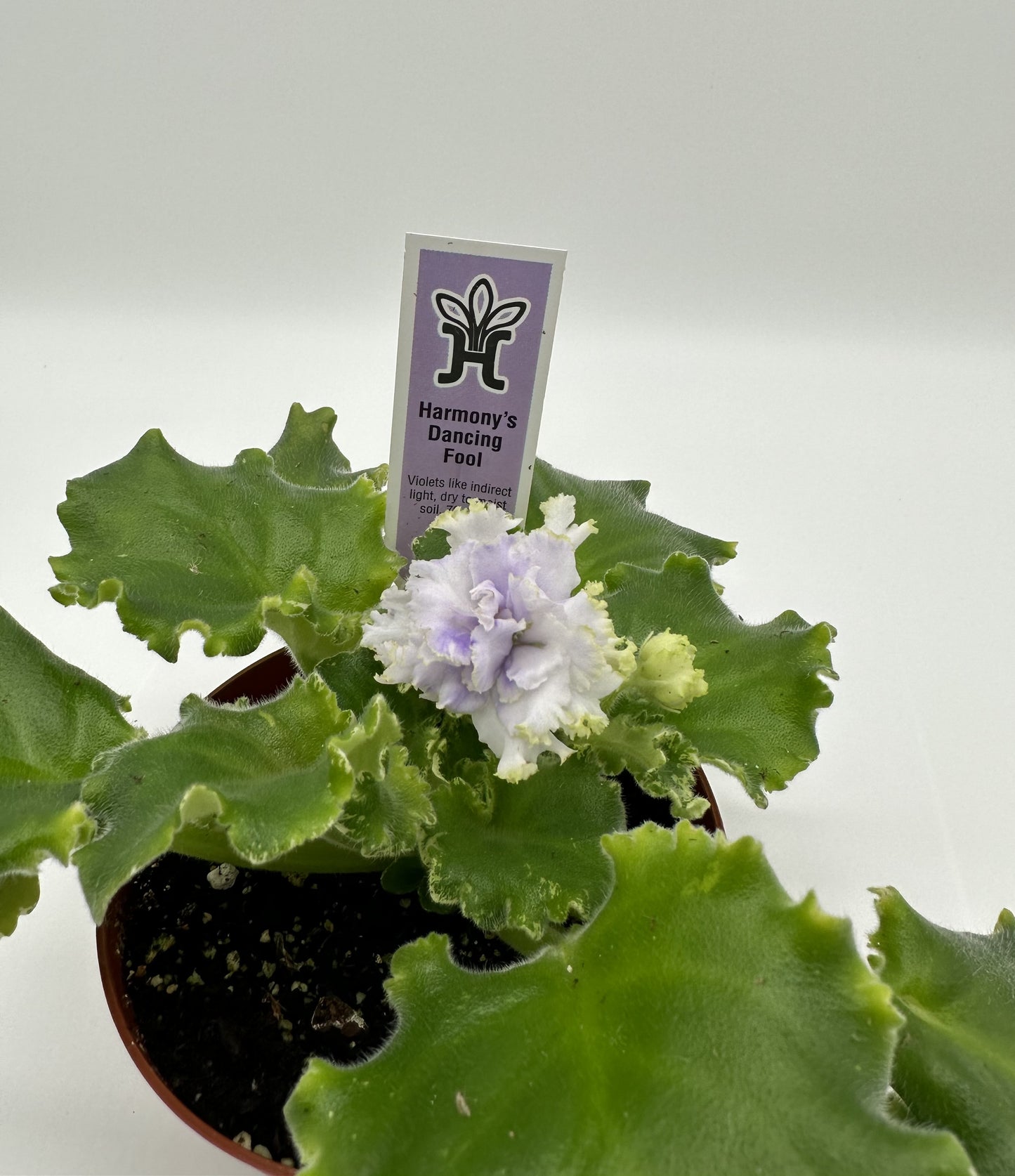 Harmony's Dancing Fool - Live African Violet 4"