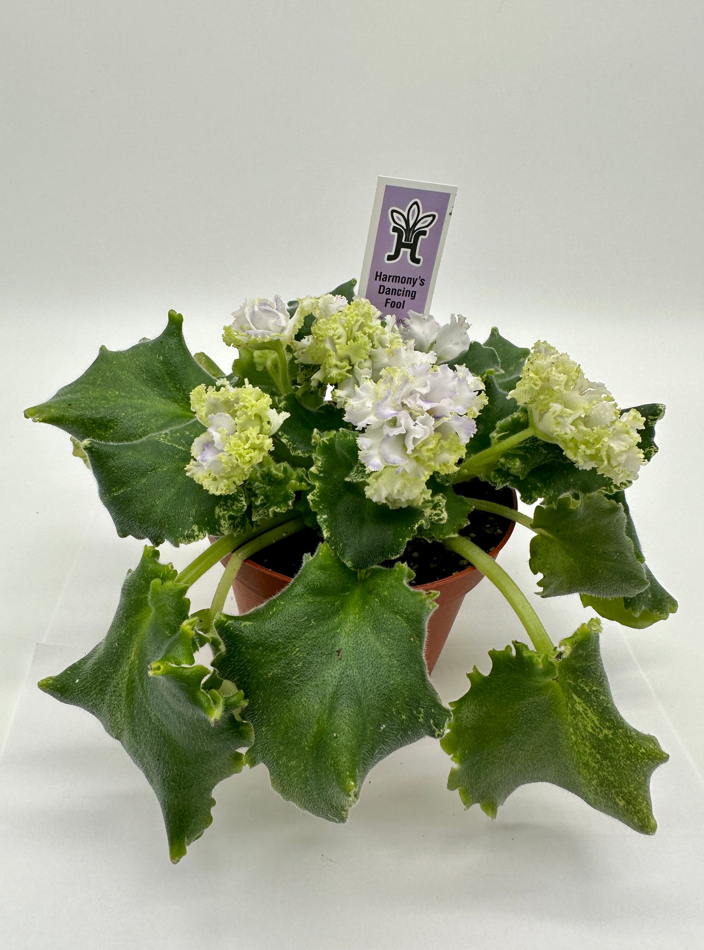Harmony's Dancing Fool - Live African Violet 4"