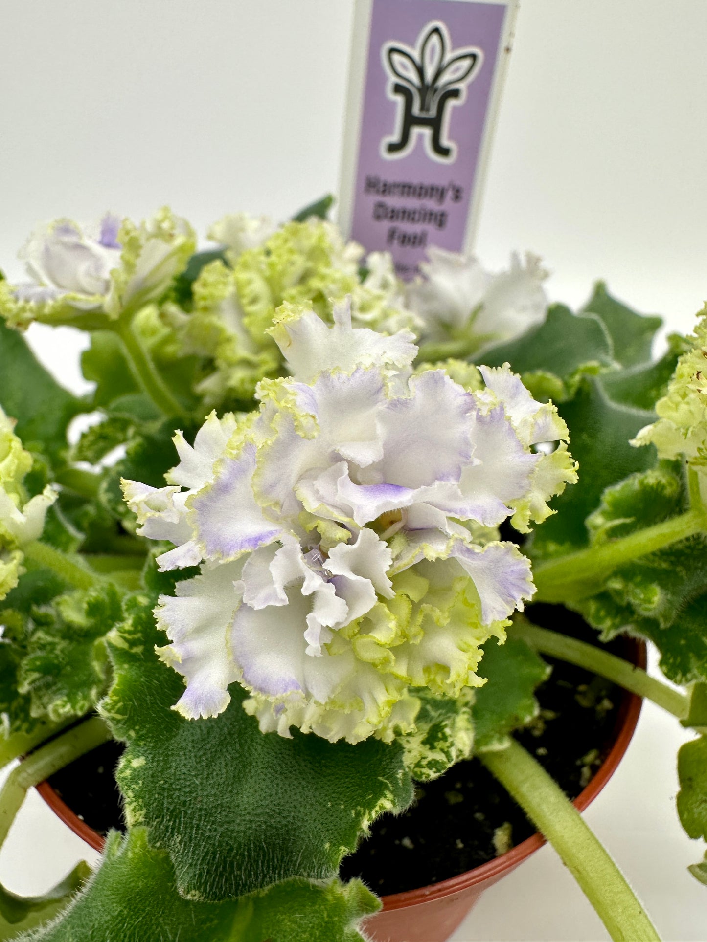 Harmony's Dancing Fool - Live African Violet 4"