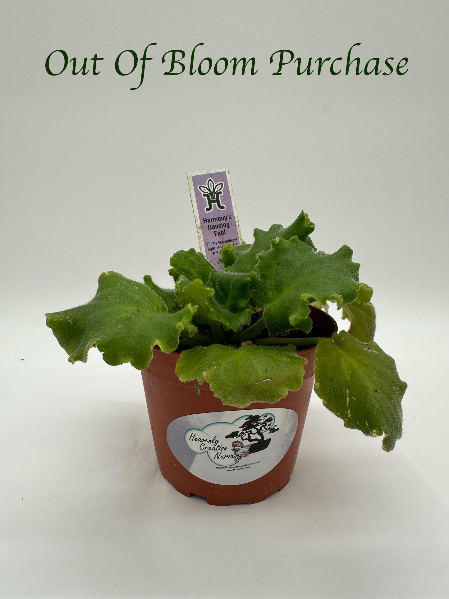 Harmony's Dancing Fool - Live African Violet 4"