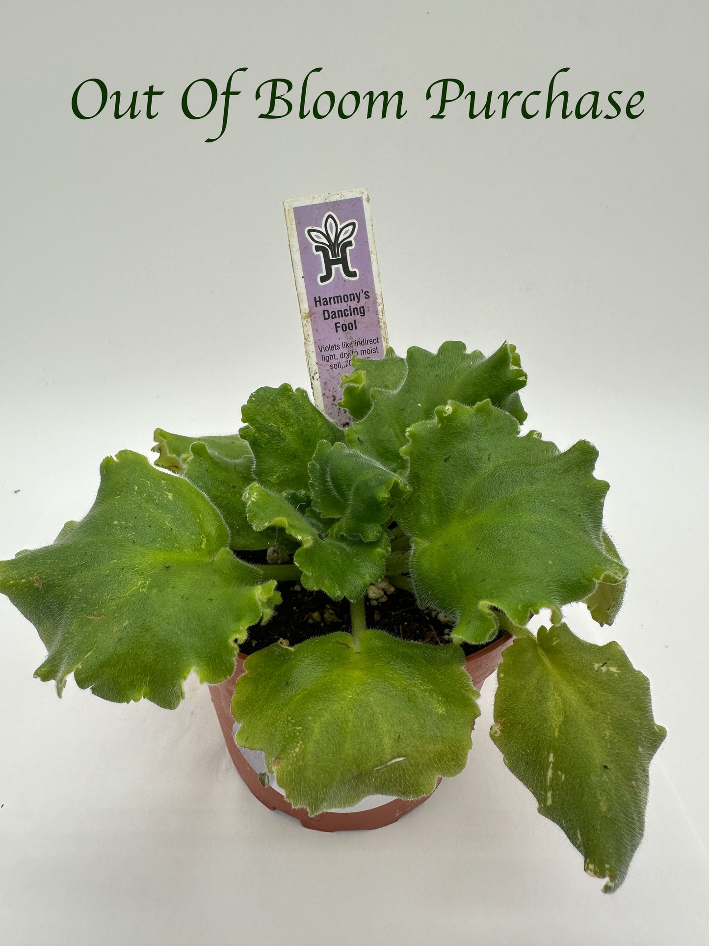Harmony's Dancing Fool - Live African Violet 4"