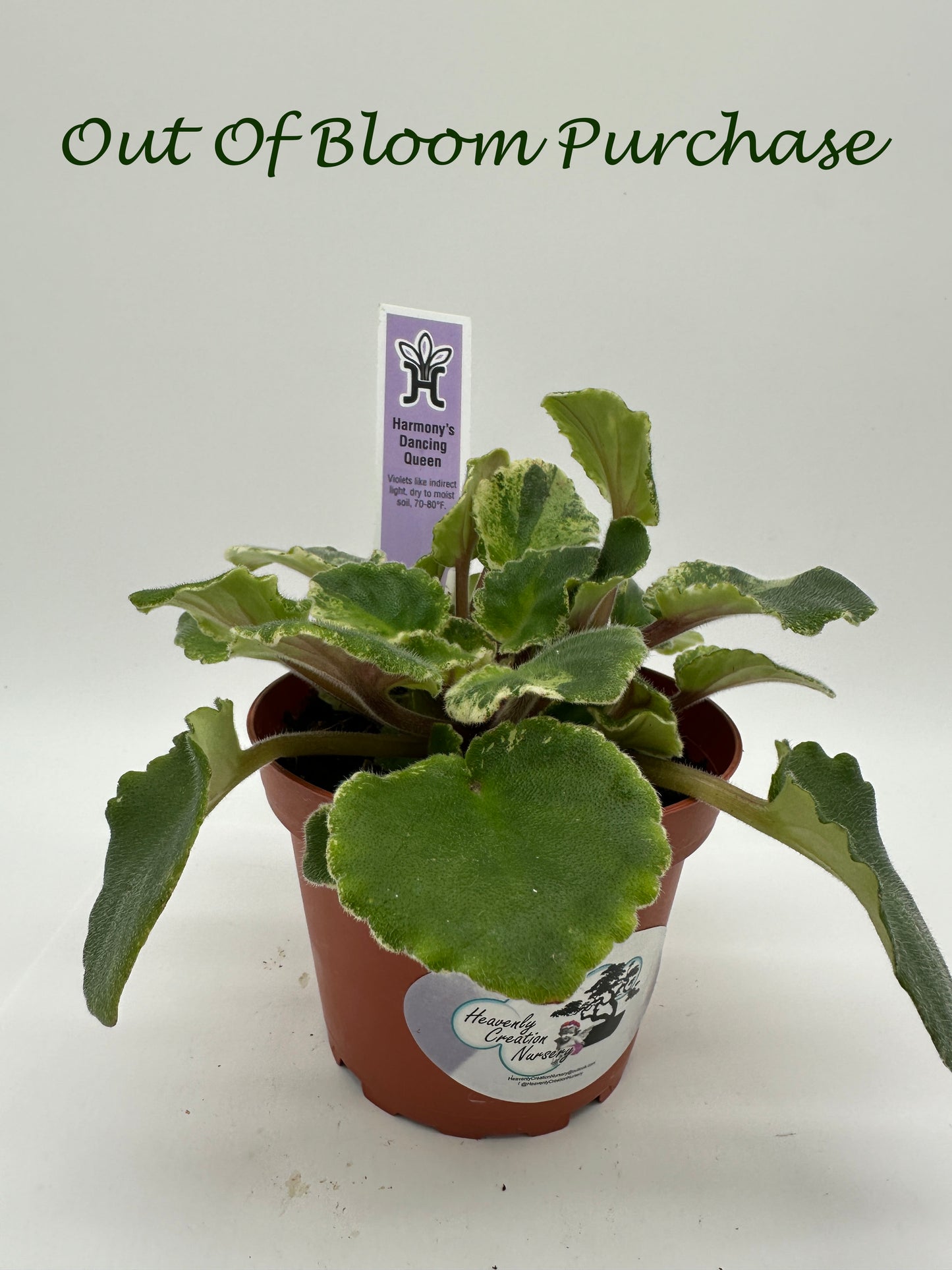 Harmony's Dancing Queen - Live African Violet 4"