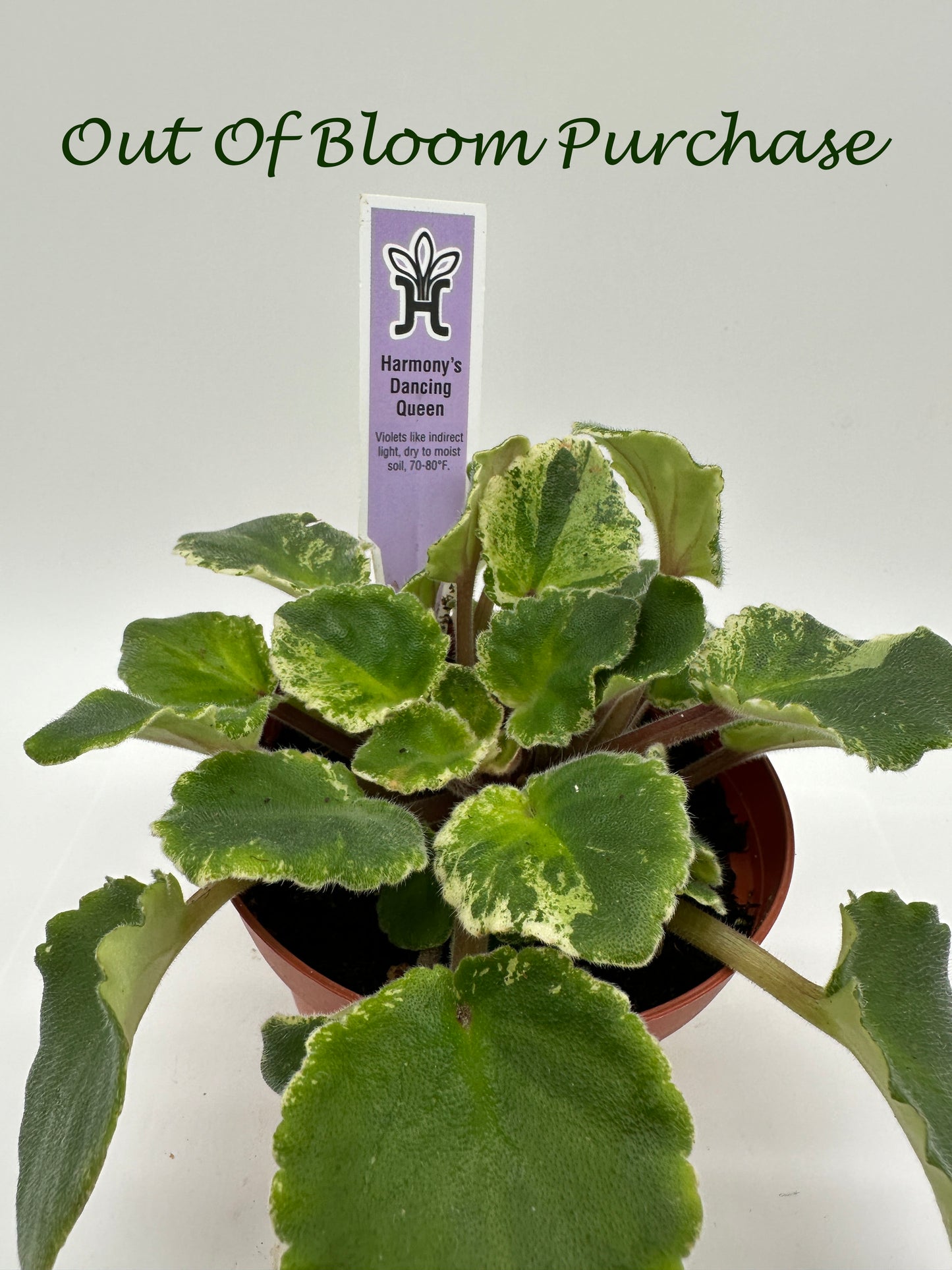Harmony's Dancing Queen - Live African Violet 4"