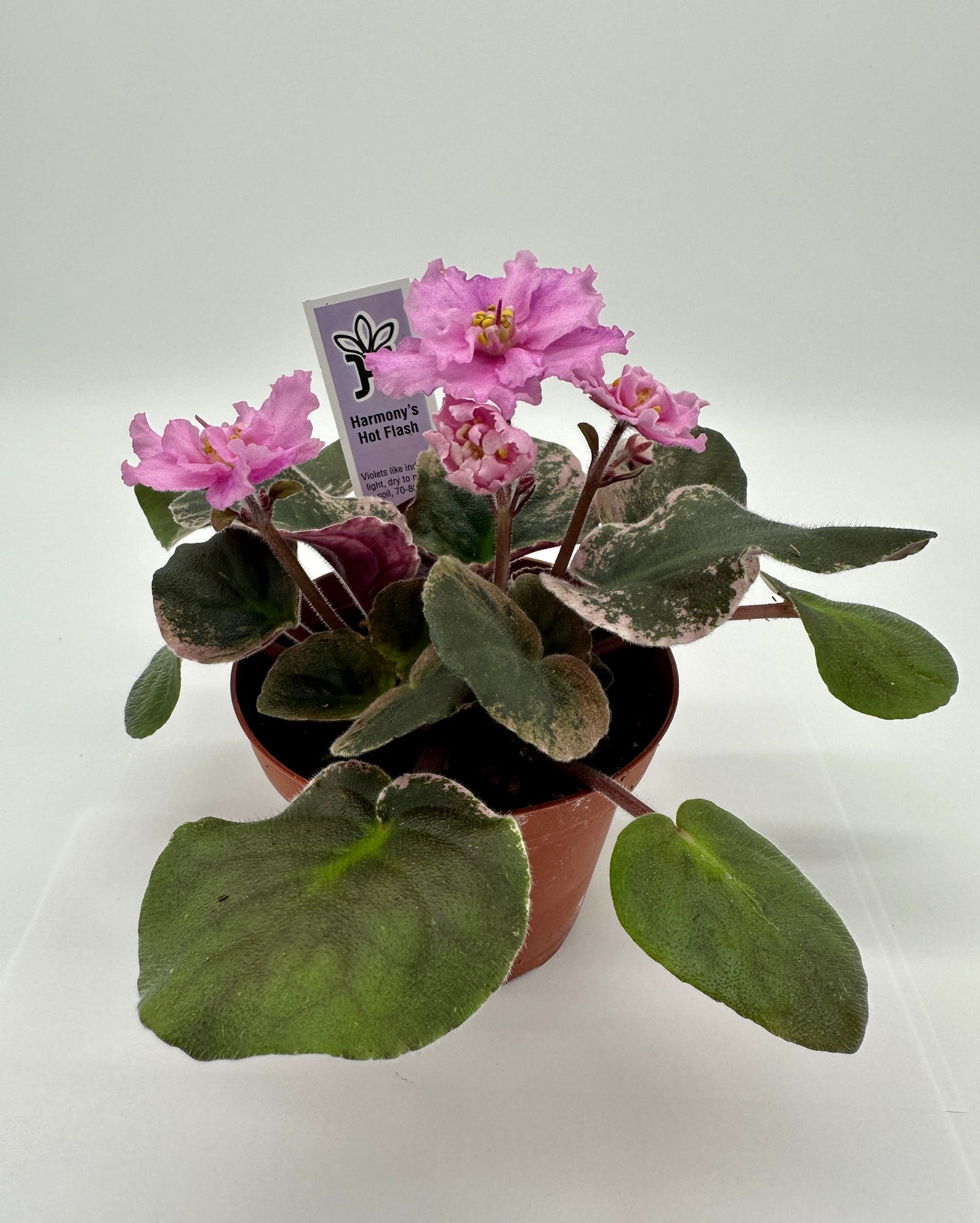 Harmony's Hot Flash - Live African Violet 4"