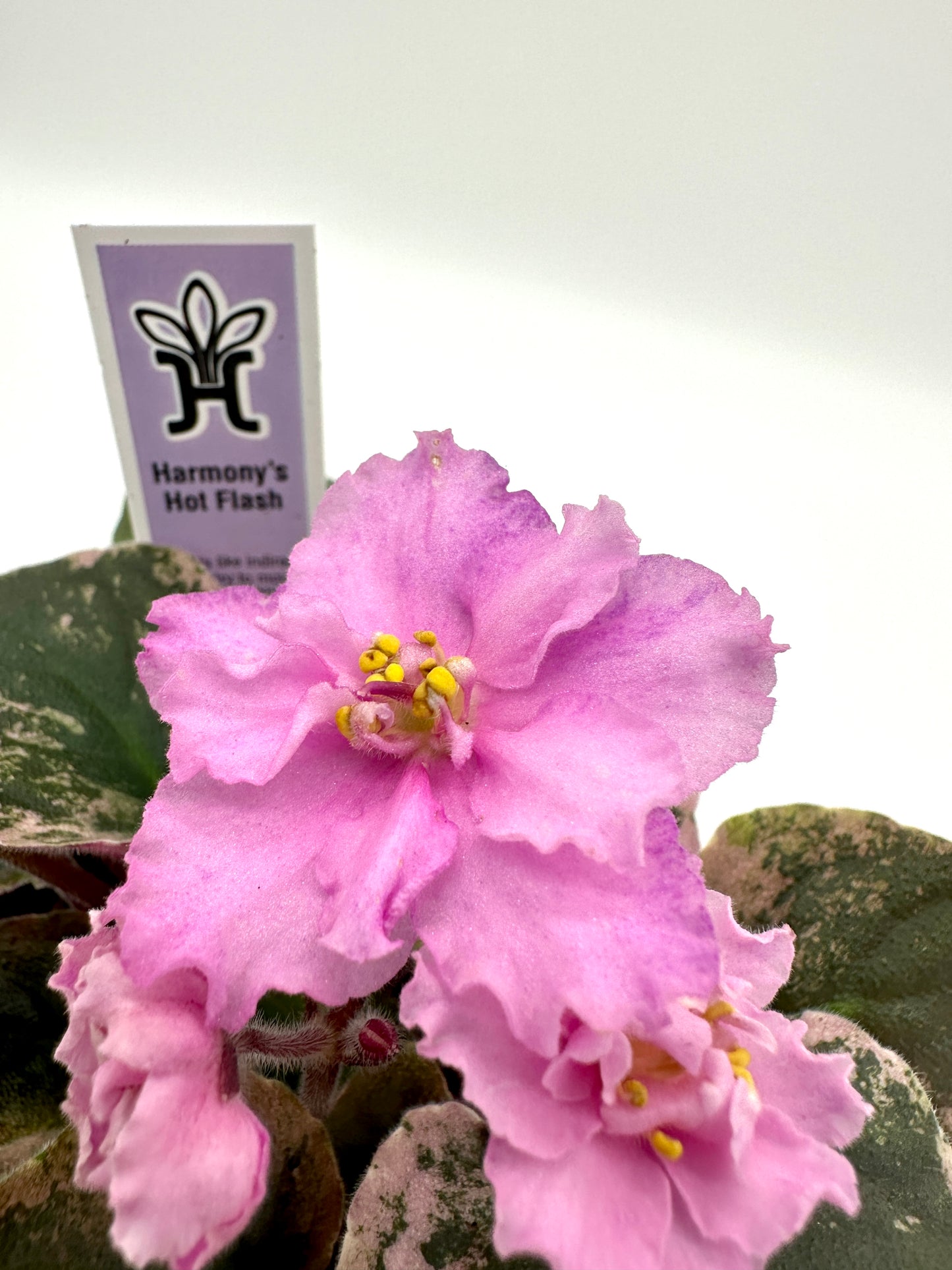 Harmony's Hot Flash - Live African Violet 4"