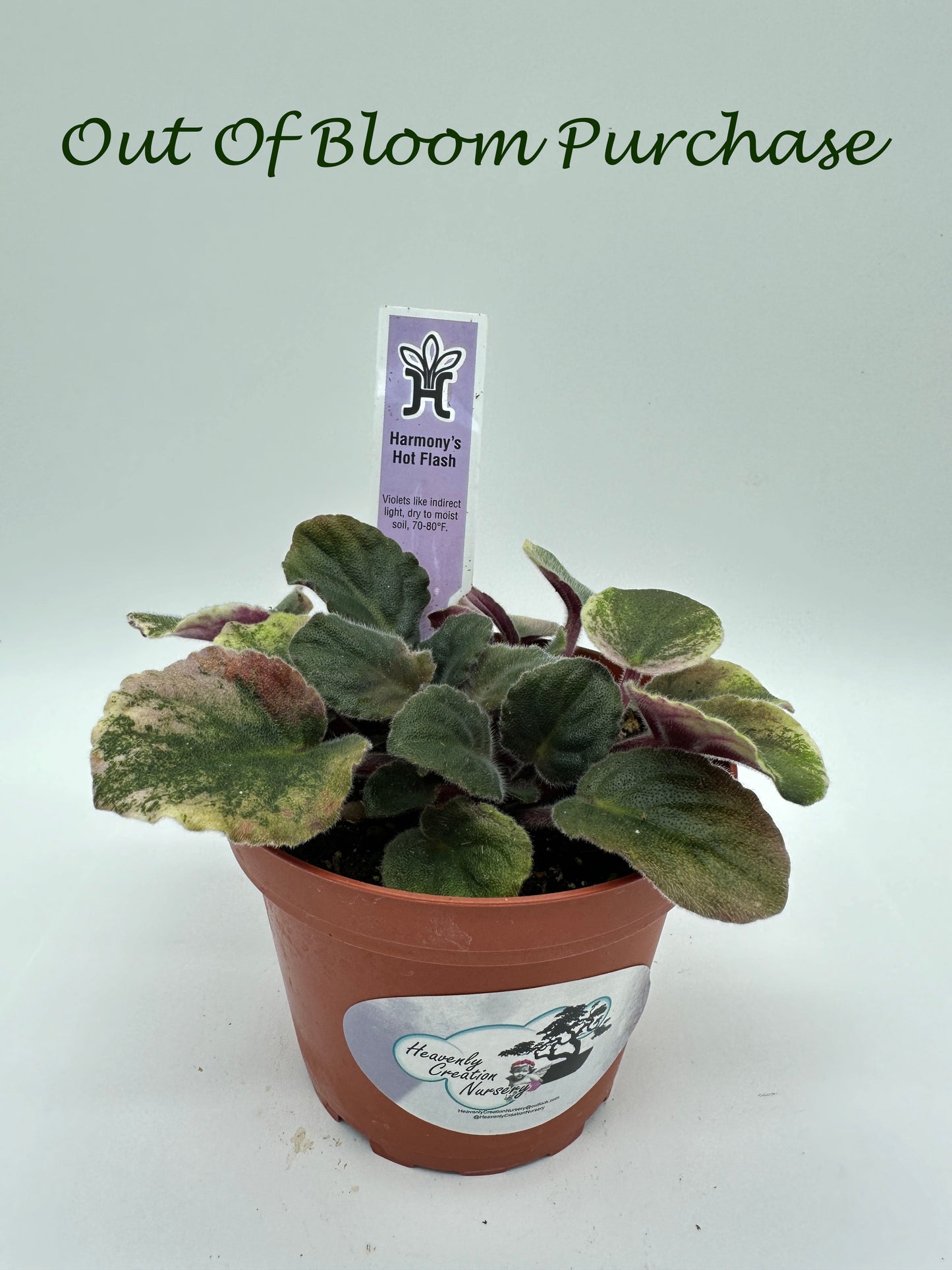 Harmony's Hot Flash - Live African Violet 4"