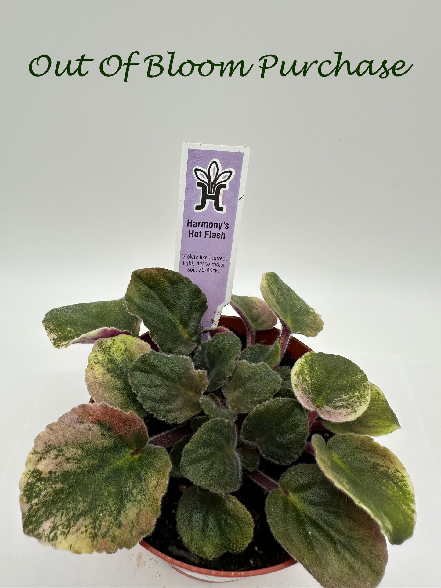 Harmony's Hot Flash - Live African Violet 4"