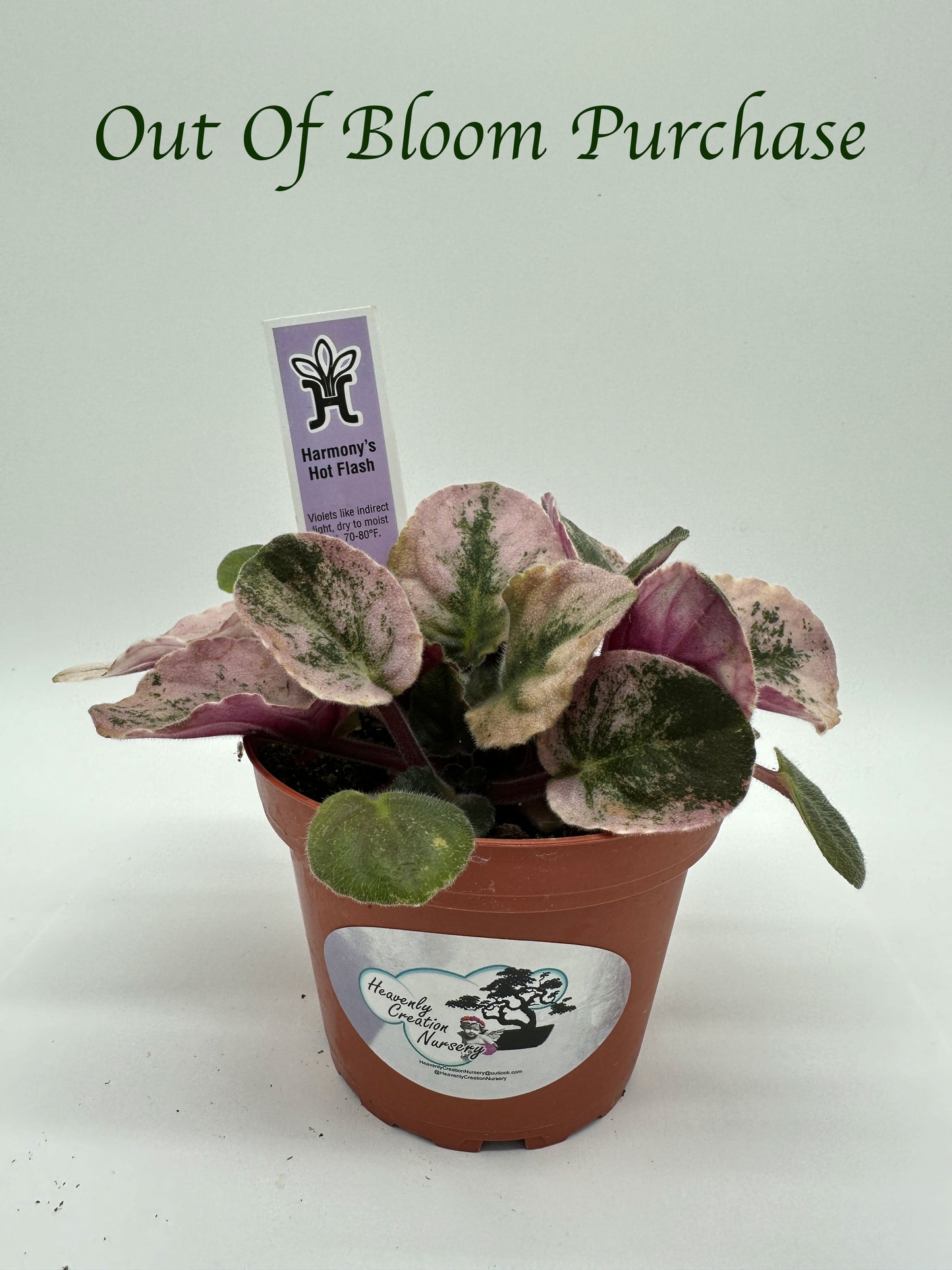 Harmony's Hot Flash - Live African Violet 4"
