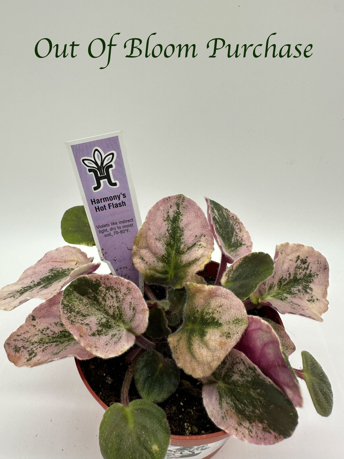 Harmony's Hot Flash - Live African Violet 4"