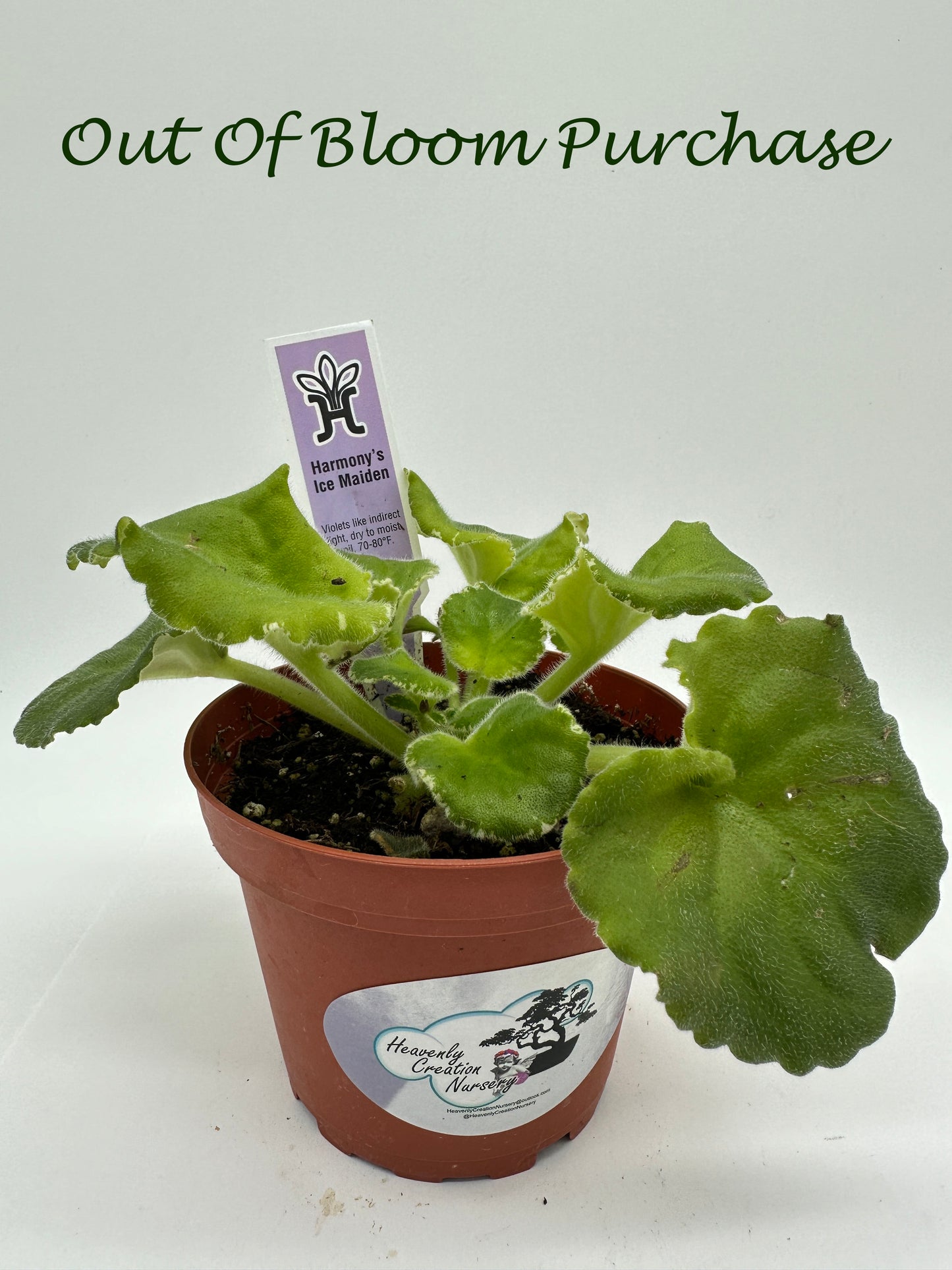 Harmony's Ice Maiden - Live African Violet 4"