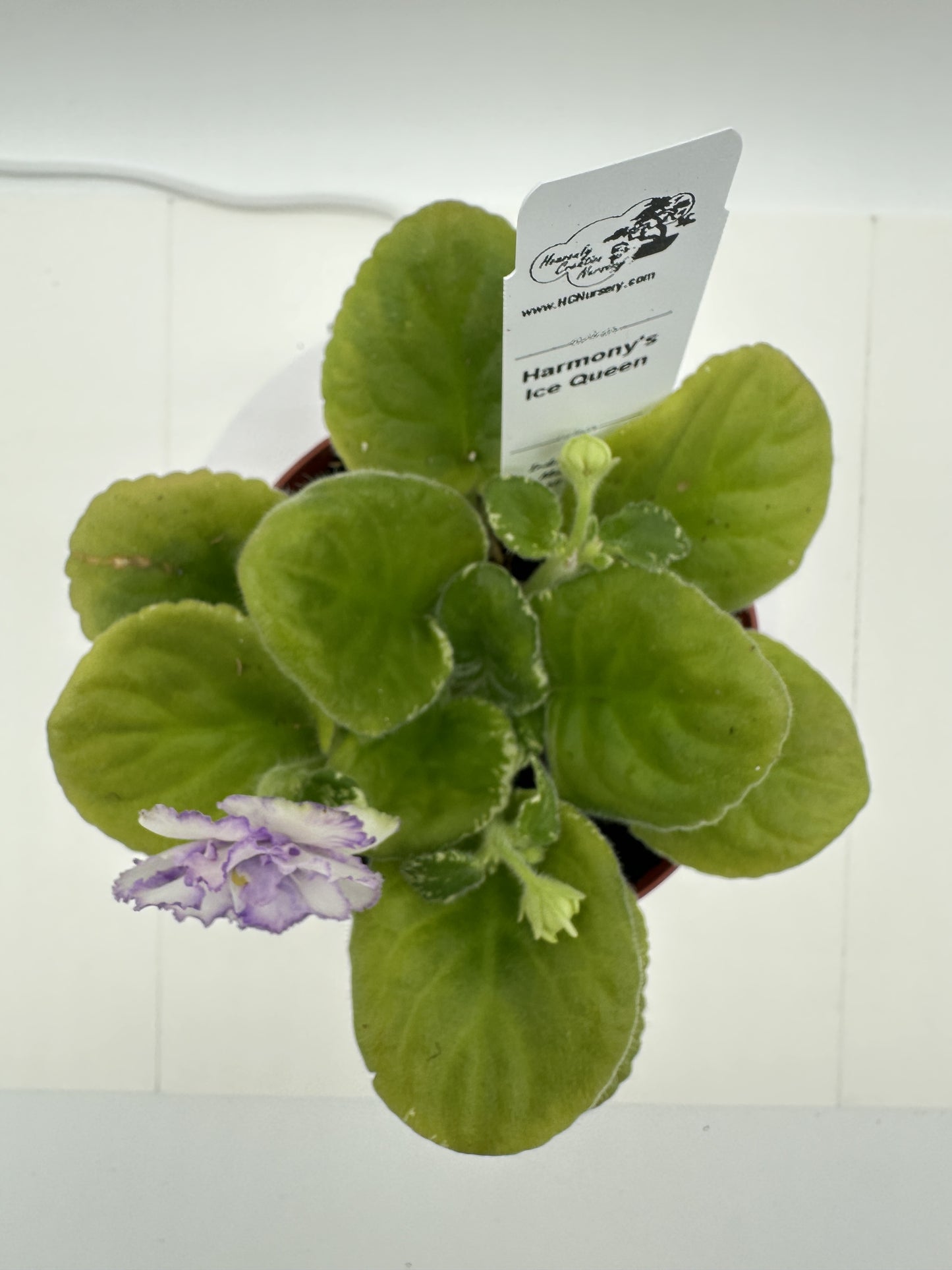 Harmony's Ice Queen - Live African Violet 4"