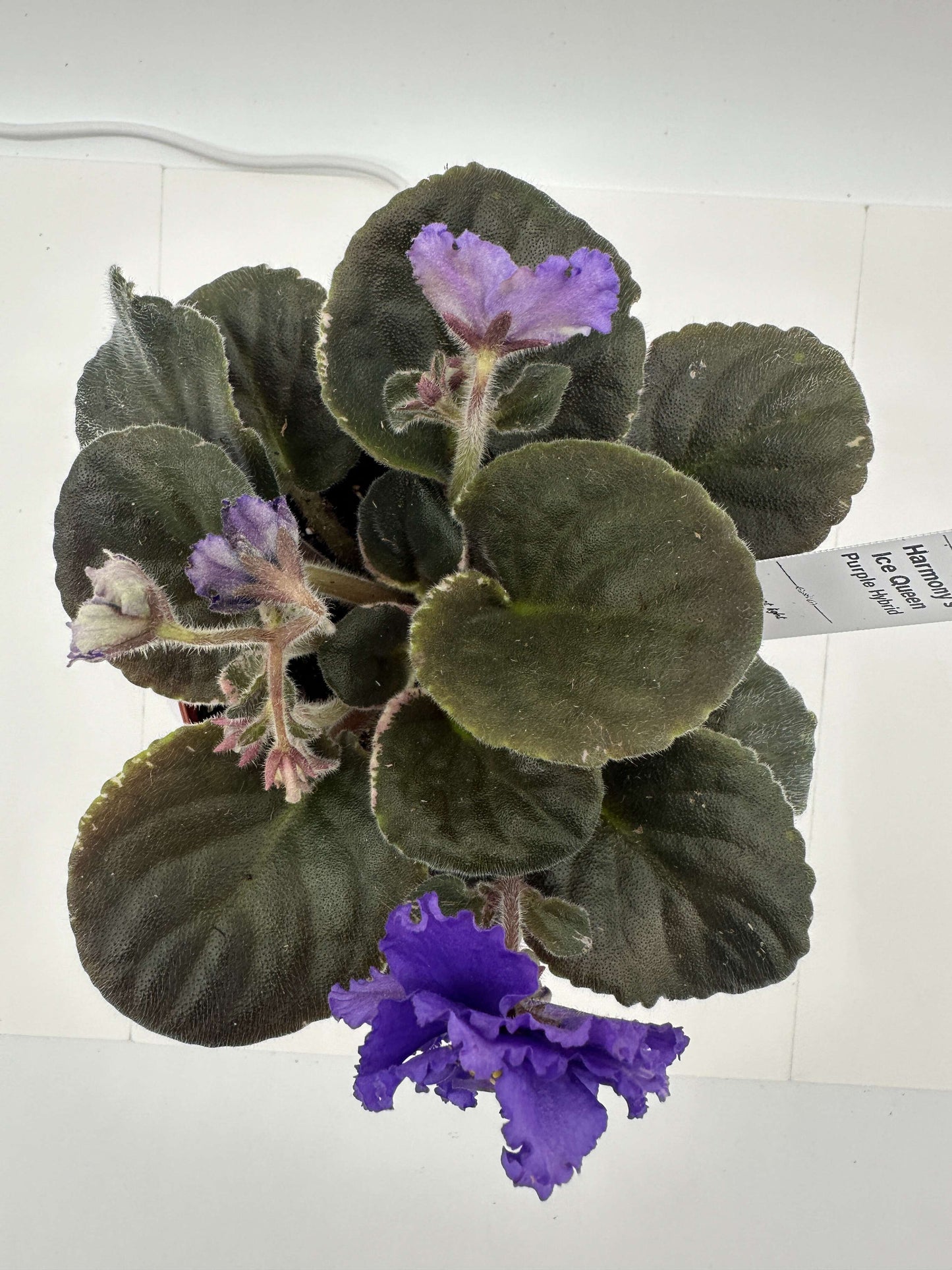 Harmony's Ice Queen - Purple Hybrid - Live African Violet 4"