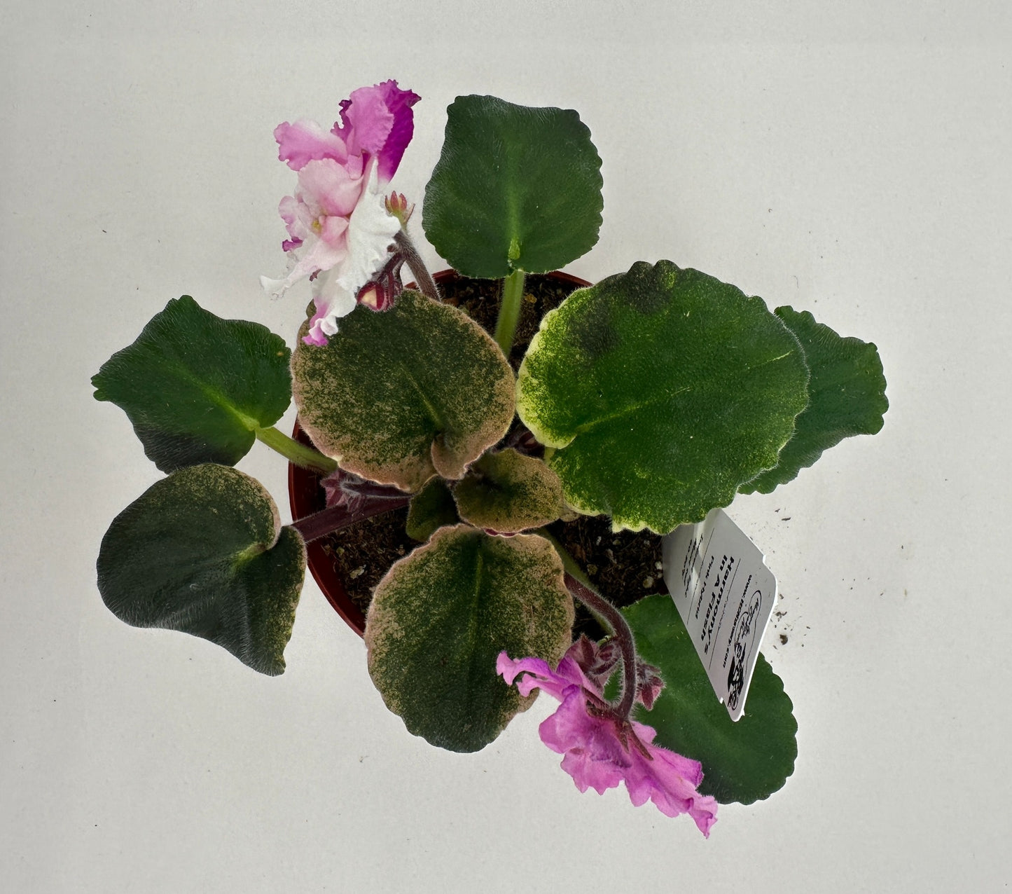 Harmony's In A Flash - Pink Hybrid - Live African Violet 4"