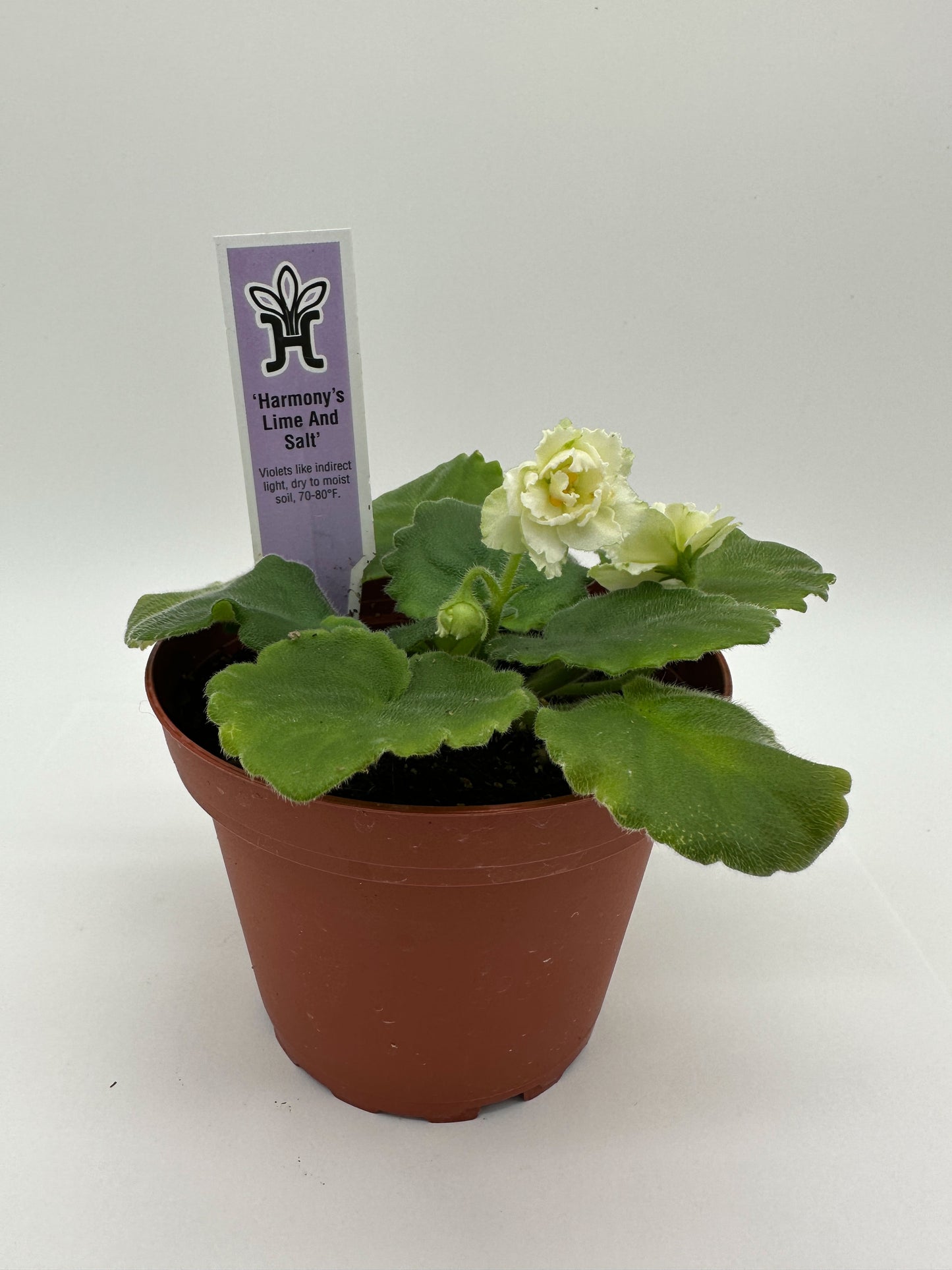 Harmony's Lime And Salt - Live African Violet 4"