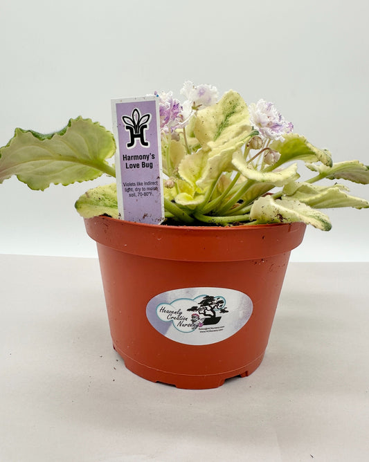 Harmony's Love Bug - Live African Violet 6"