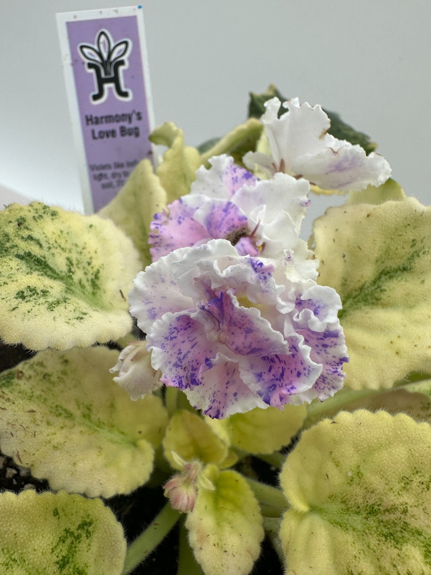 Harmony's Love Bug - Live African Violet 6"