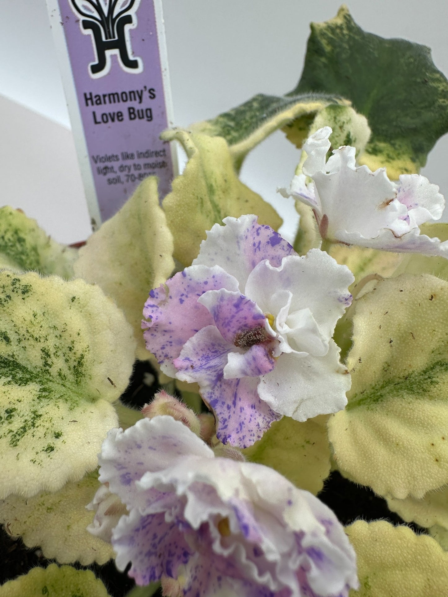 Harmony's Love Bug - Live African Violet 6"