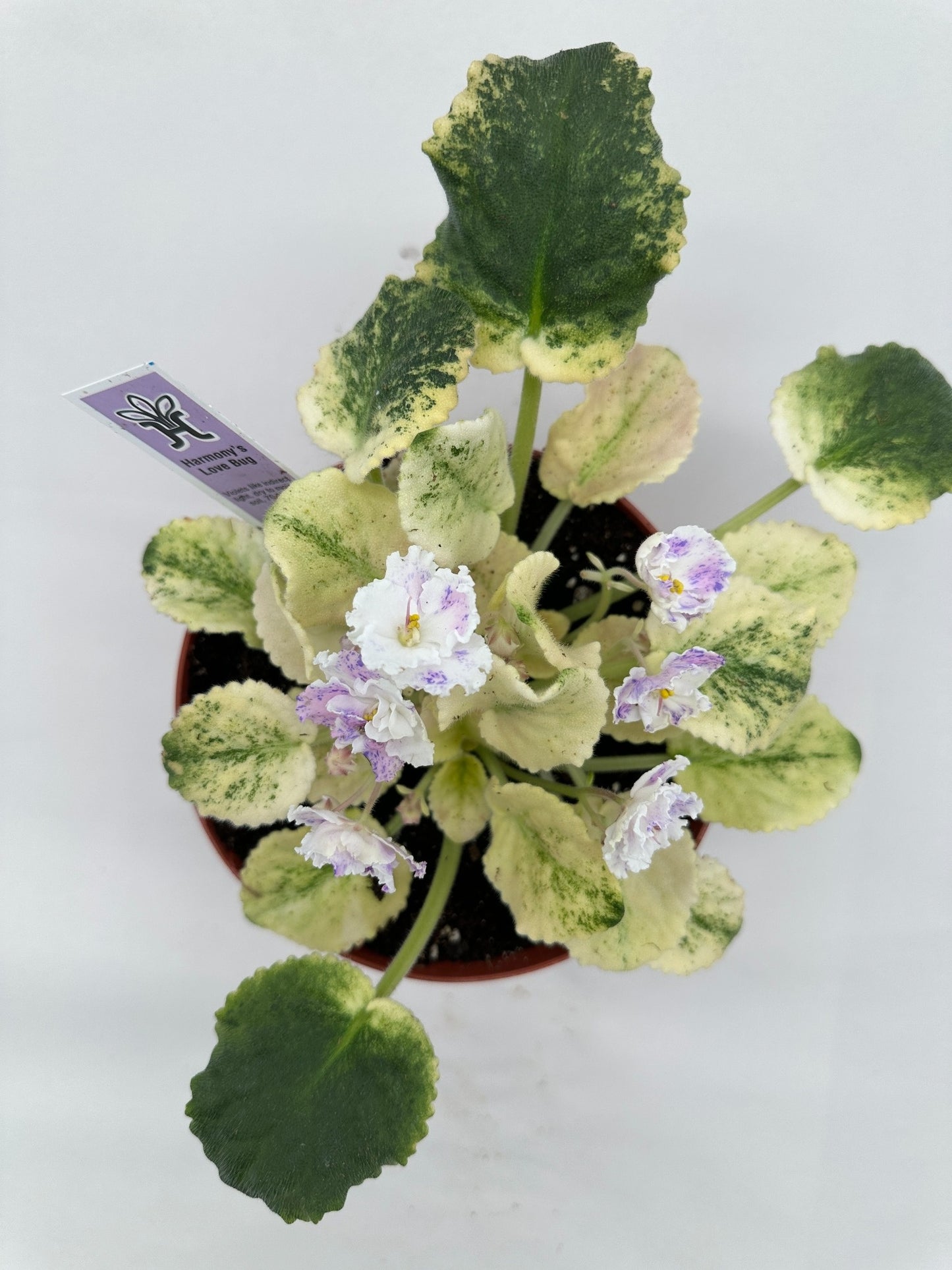 Harmony's Love Bug - Live African Violet 6"