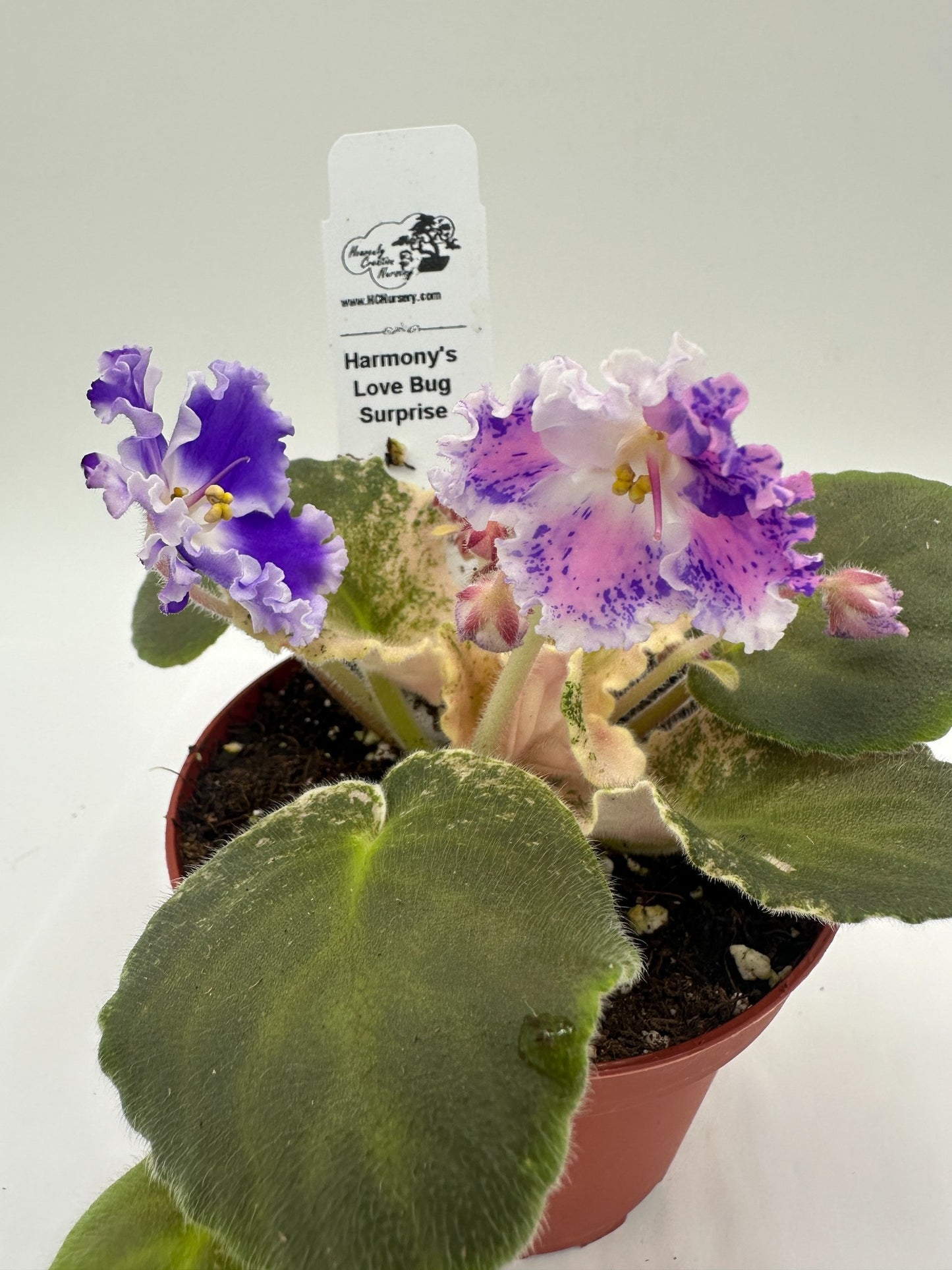 Harmony's Love Bug - Surprise - Live African Violet 4"