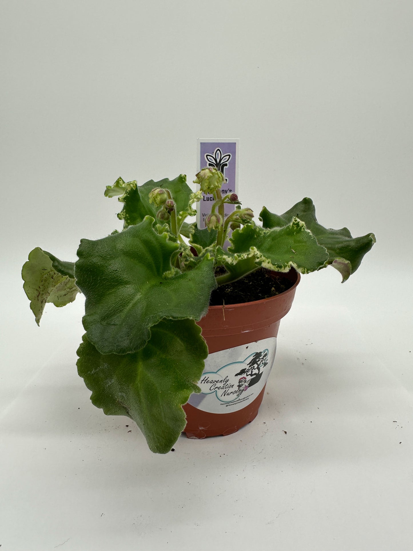 Harmony's Lucky Lady - Live African Violet 4"
