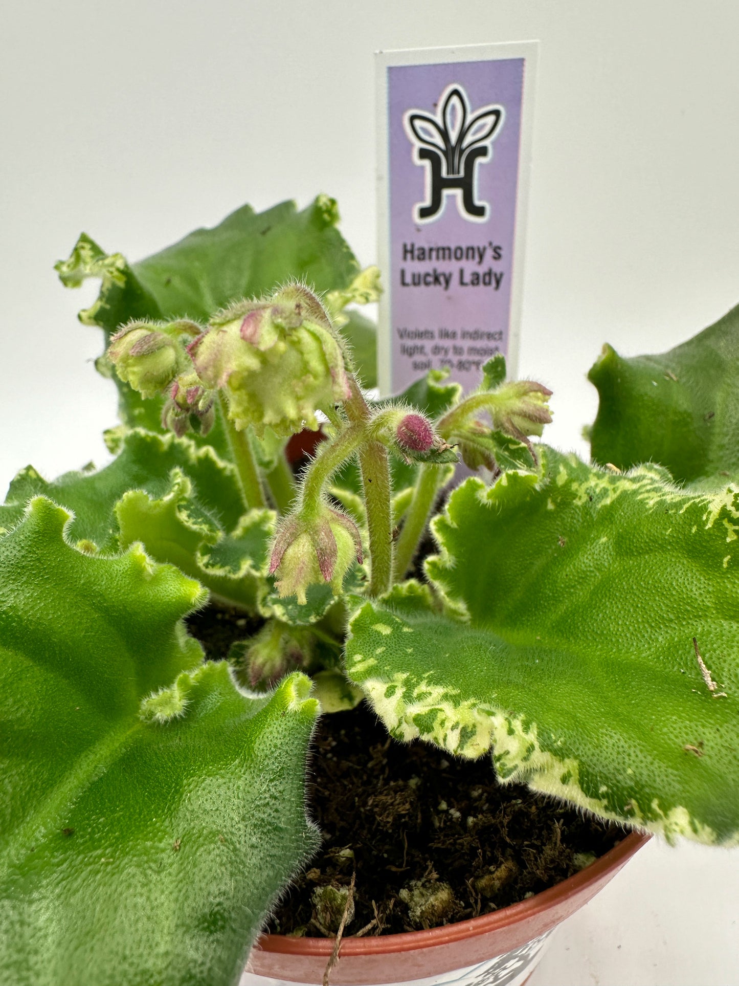 Harmony's Lucky Lady - Live African Violet 4"