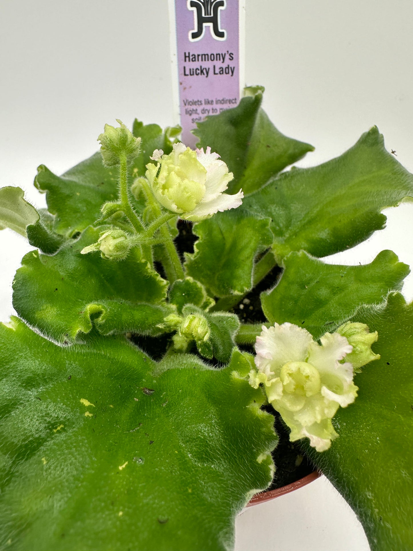 Harmony's Lucky Lady - Live African Violet 4"