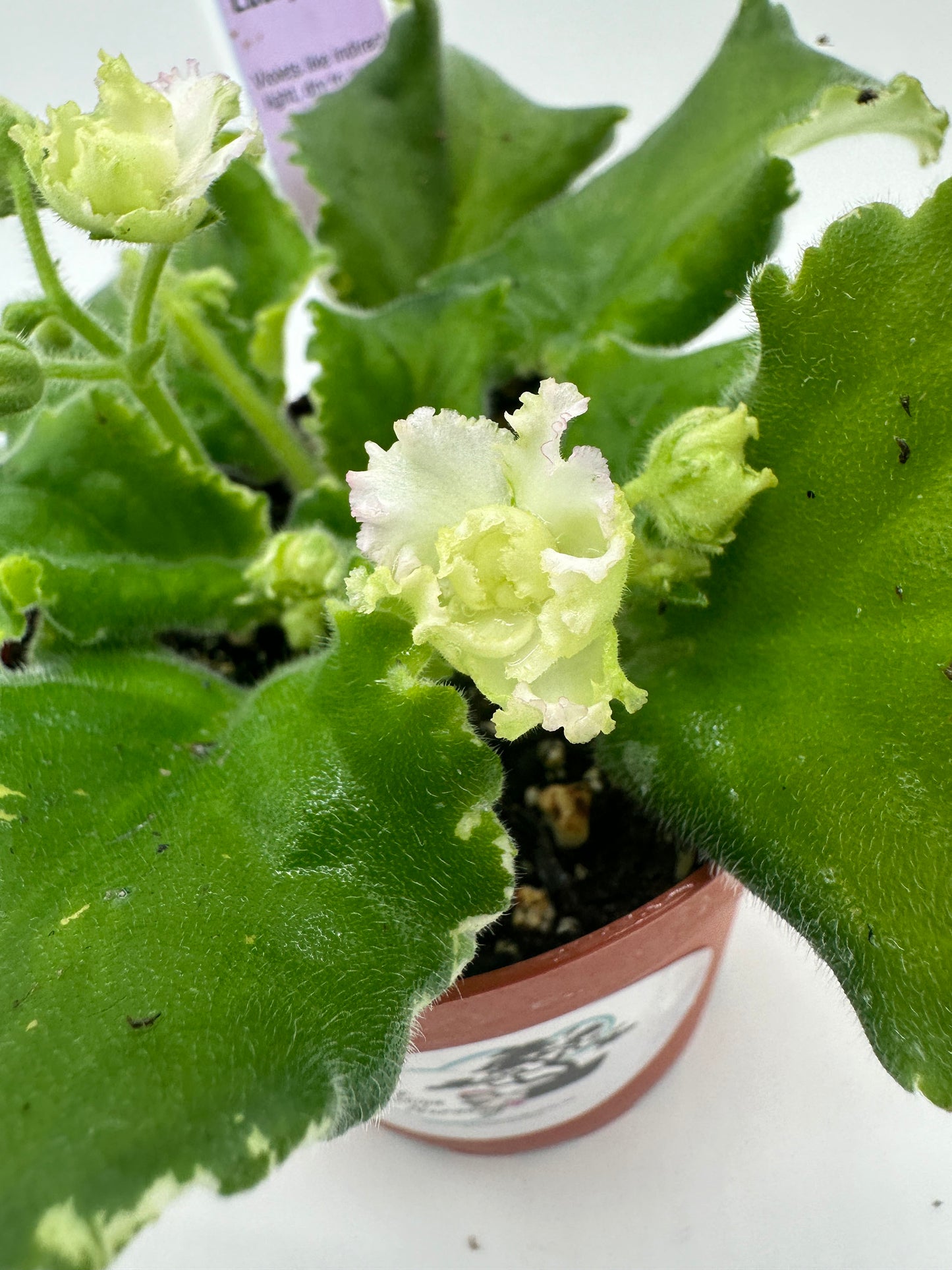 Harmony's Lucky Lady - Live African Violet 4"