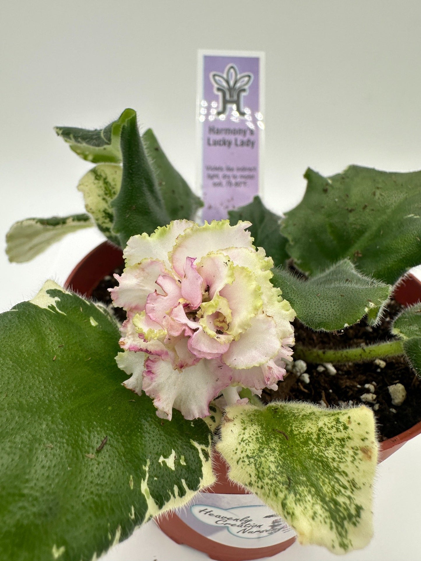 Harmony's Lucky Lady - Live African Violet 4"