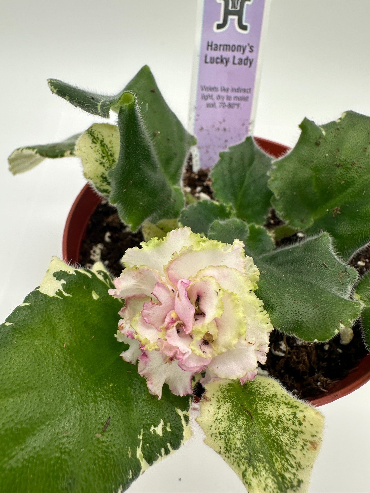 Harmony's Lucky Lady - Live African Violet 4"