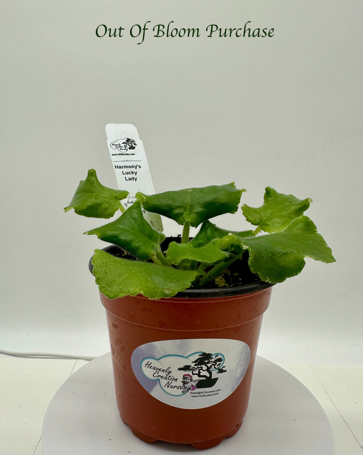 Harmony's Lucky Lady - Live African Violet 4"