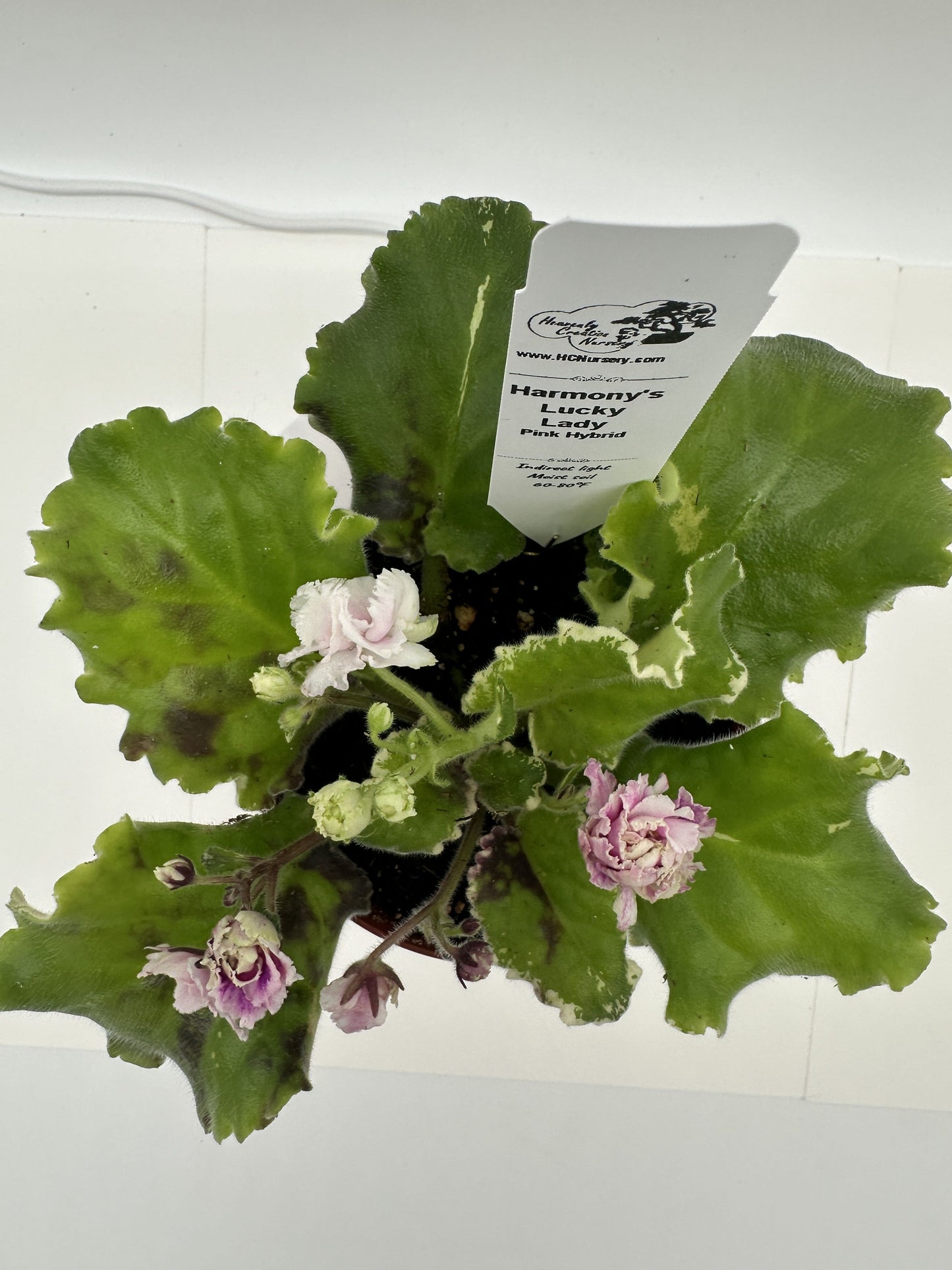 Harmony's Lucky Lady - Pink Hybrid - Live African Violet 4"