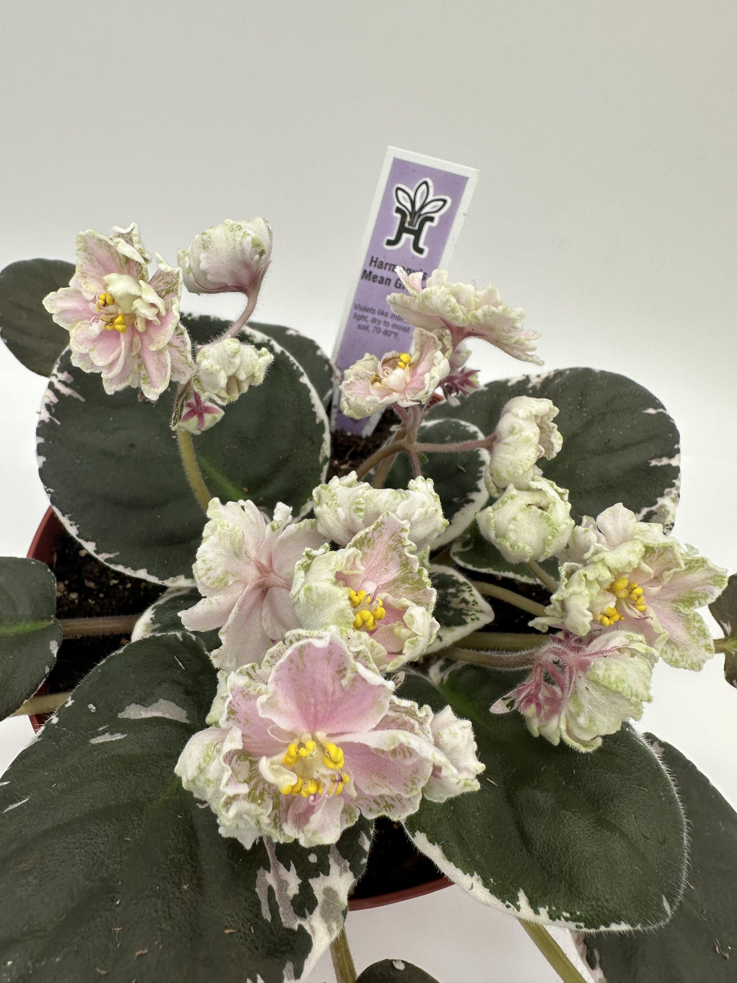 Harmony's Mean Green - Live African Violet 6"