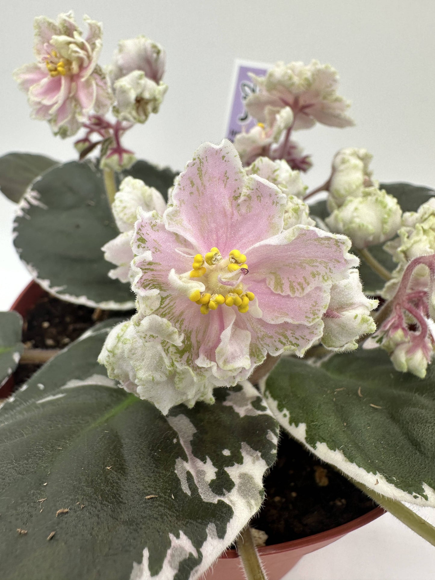 Harmony's Mean Green - Live African Violet 6"
