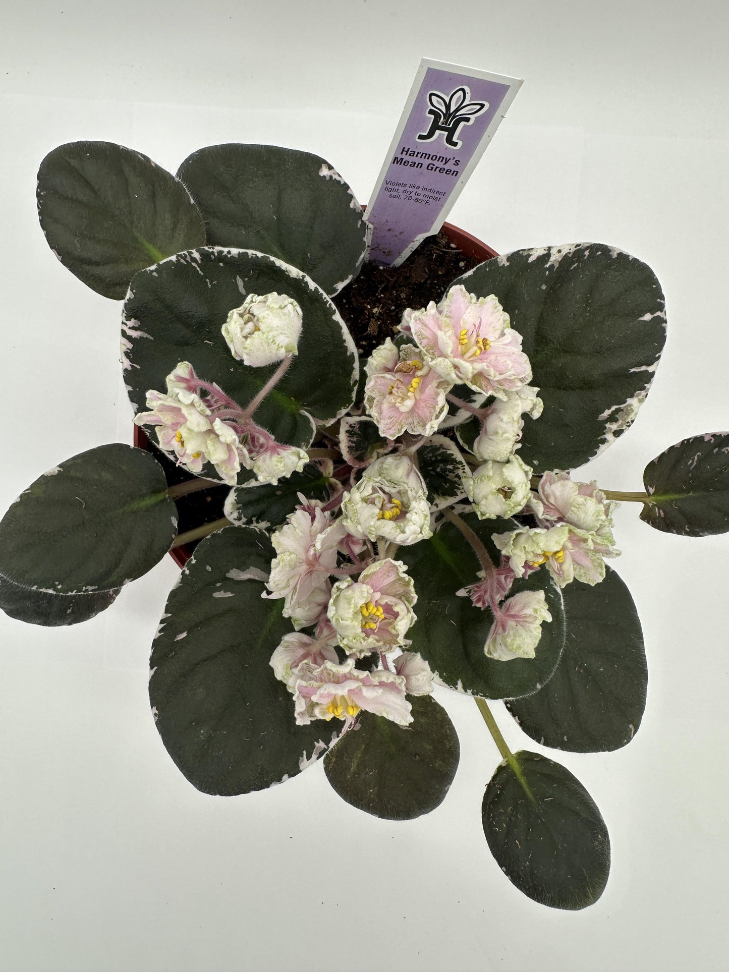 Harmony's Mean Green - Live African Violet 6"