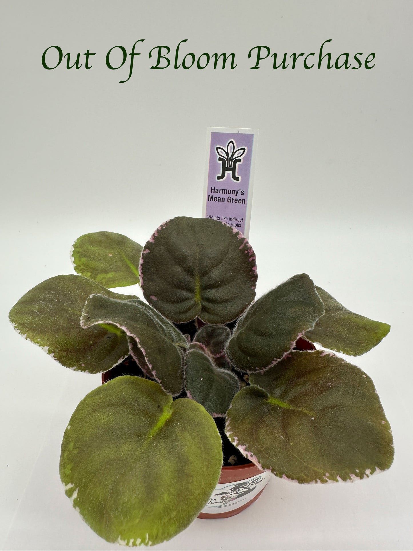 Harmony's Mean Green - Live African Violet 4"