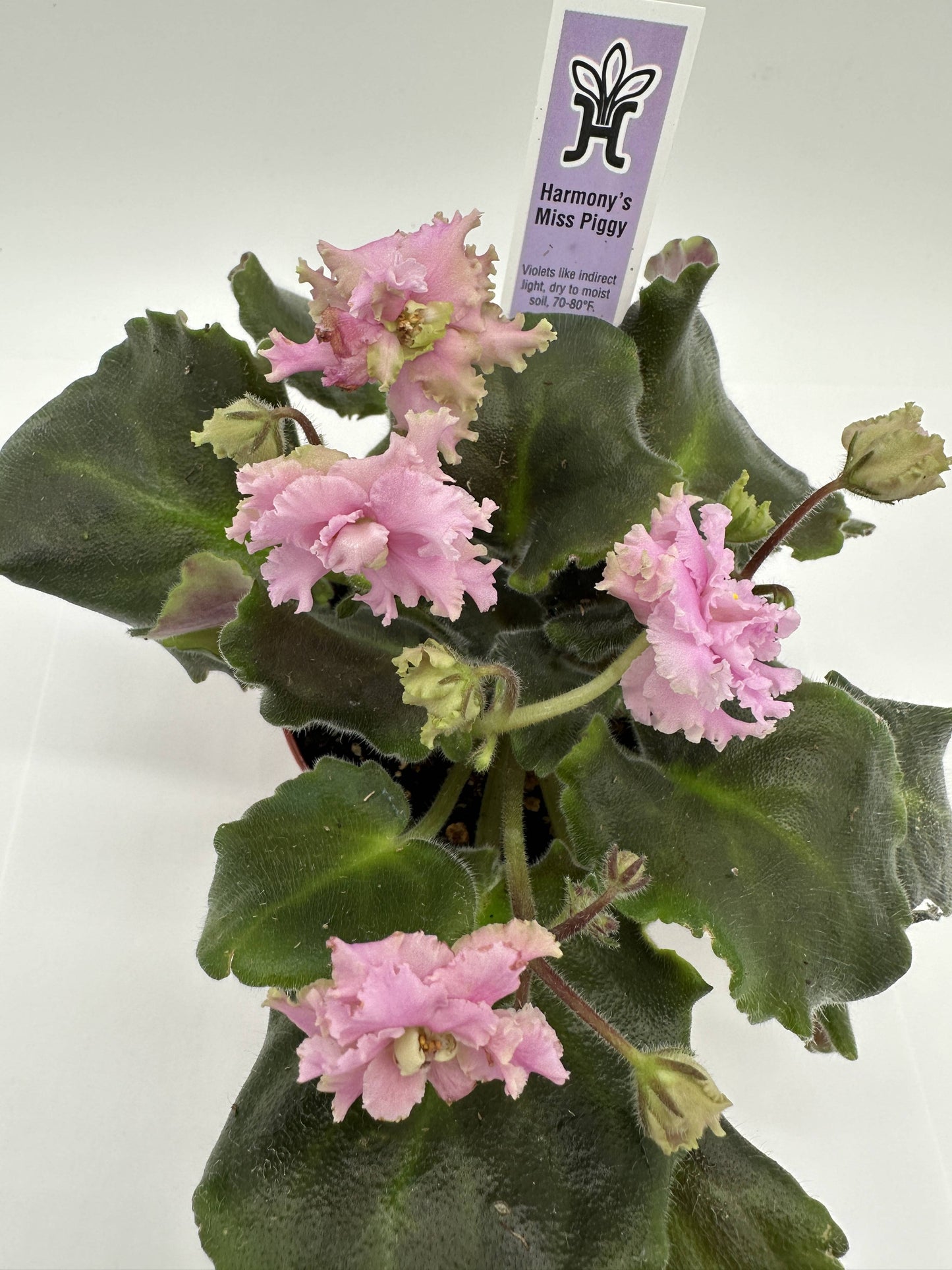 Harmony's Miss Piggy - Live African Violet 4"