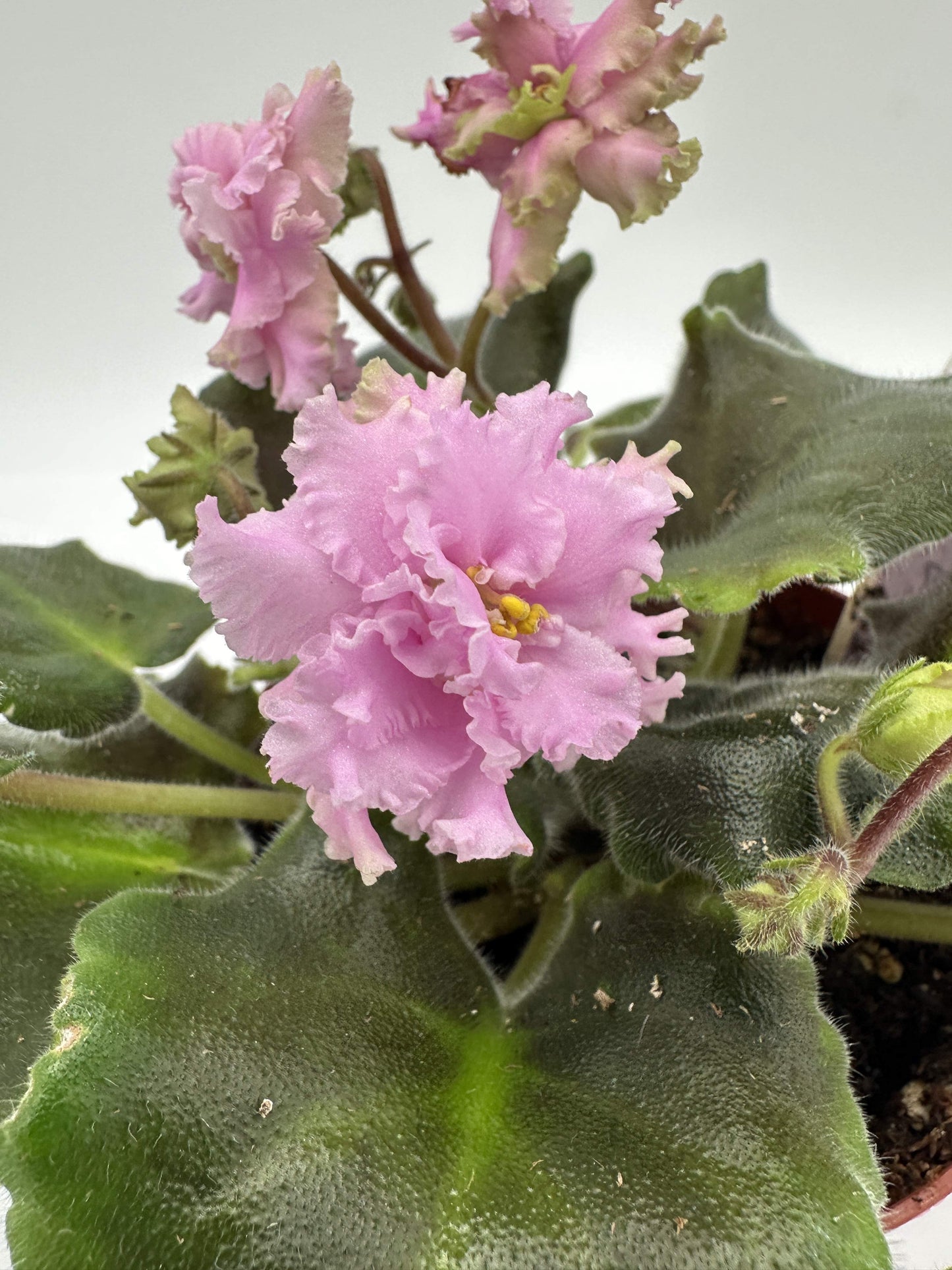 Harmony's Miss Piggy - Live African Violet 4"